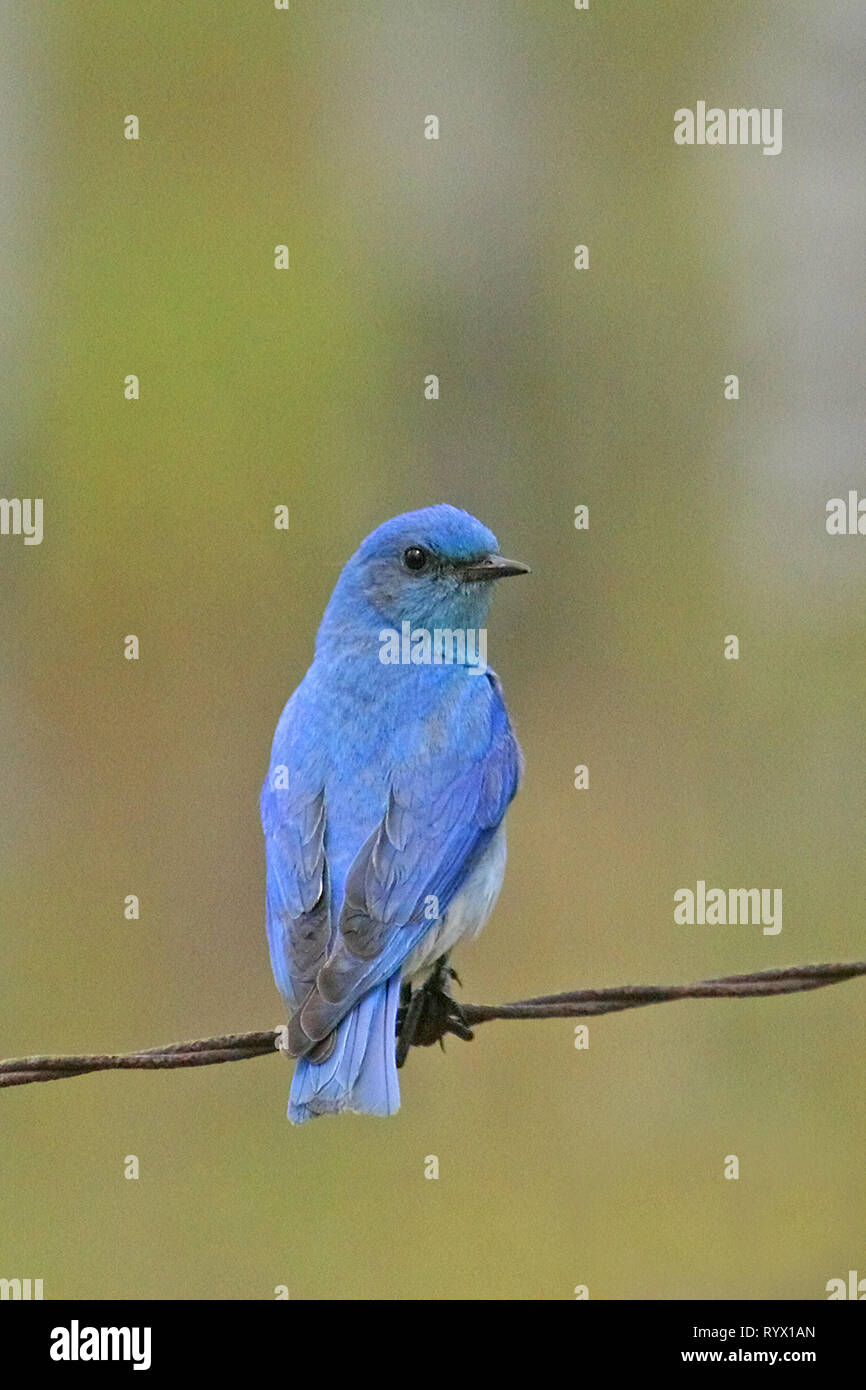 Gli uccelli del Nord America. Montagna, Bluebird (Sialia currucoides) tornare alla loro nidificazione in south western Alberta, Canada. Foto Stock