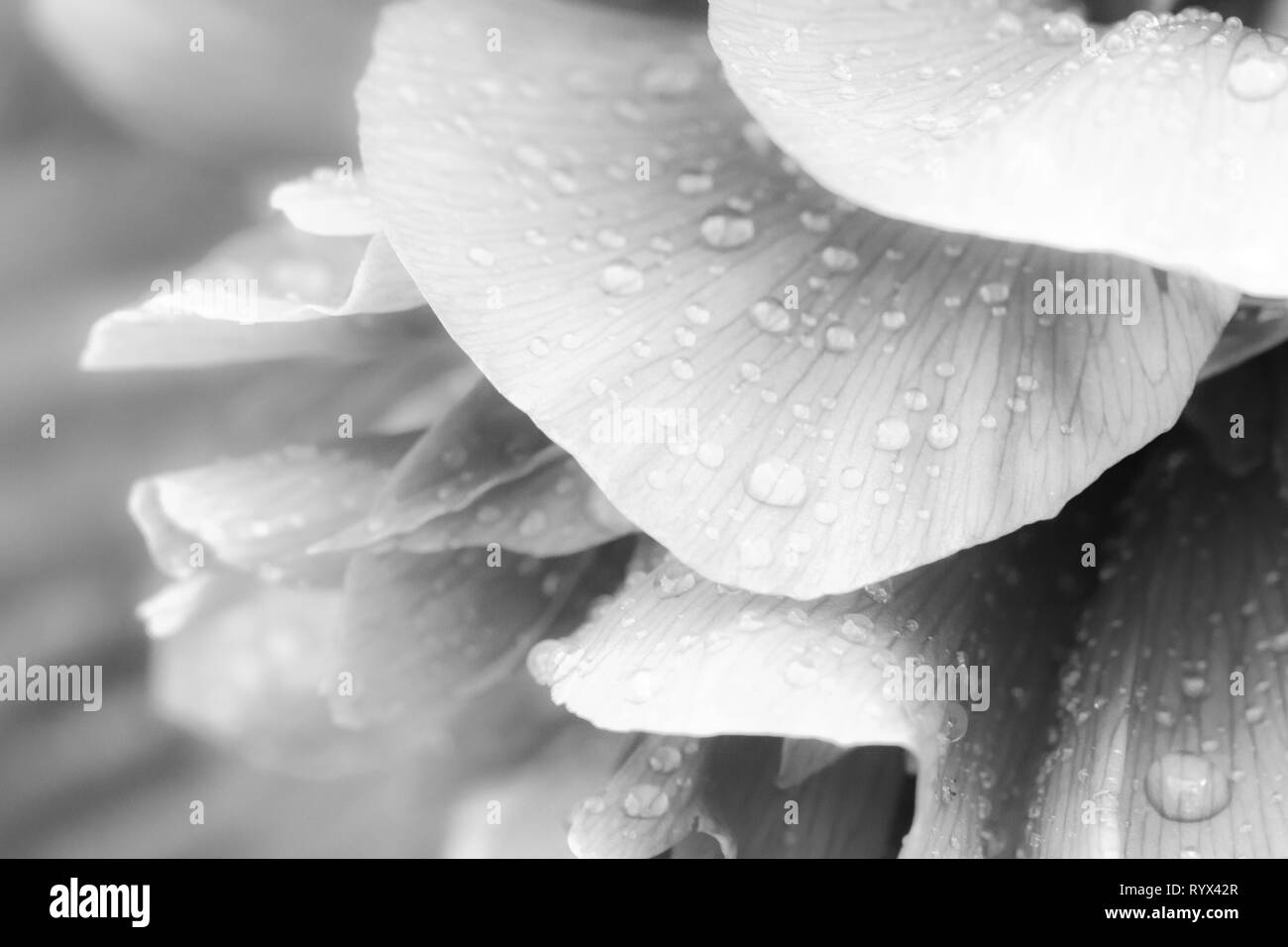 Shiny gocce di pioggia sulla peonia petalo. Dolce ariosa immagine artistica con soft focus. Immagine in bianco e nero. Foto Stock