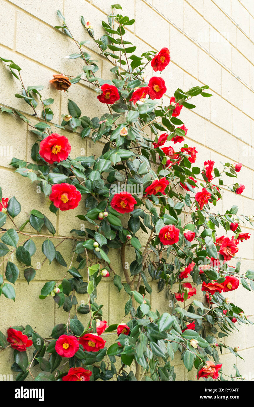 Camellia satana la veste' con fiori di colore rosso o blumi crescendo contro una parete in un giardino inglese durante il mese di marzo a inizio primavera, REGNO UNITO Foto Stock