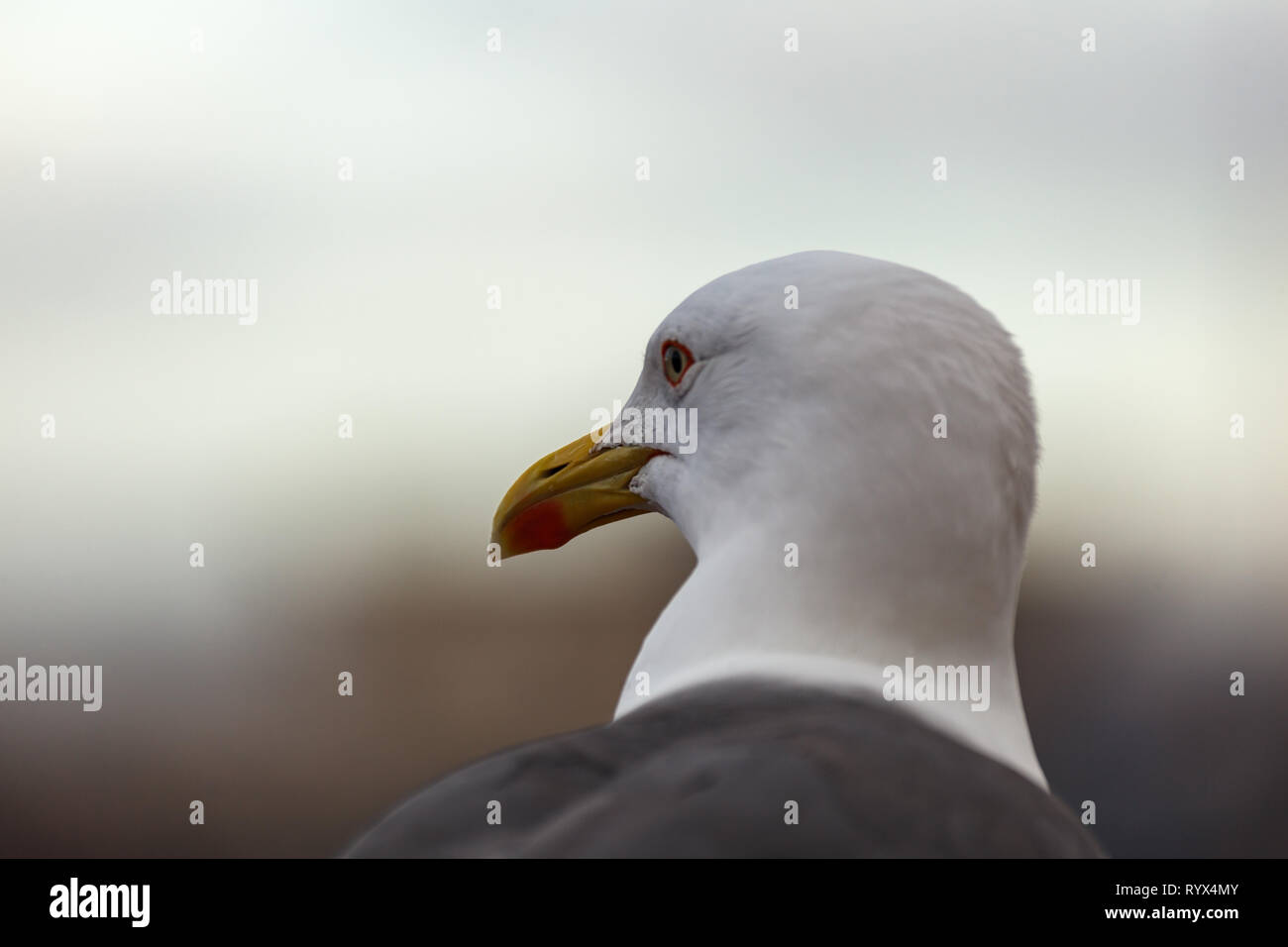 Primo piano della testa di un sea gull Foto Stock