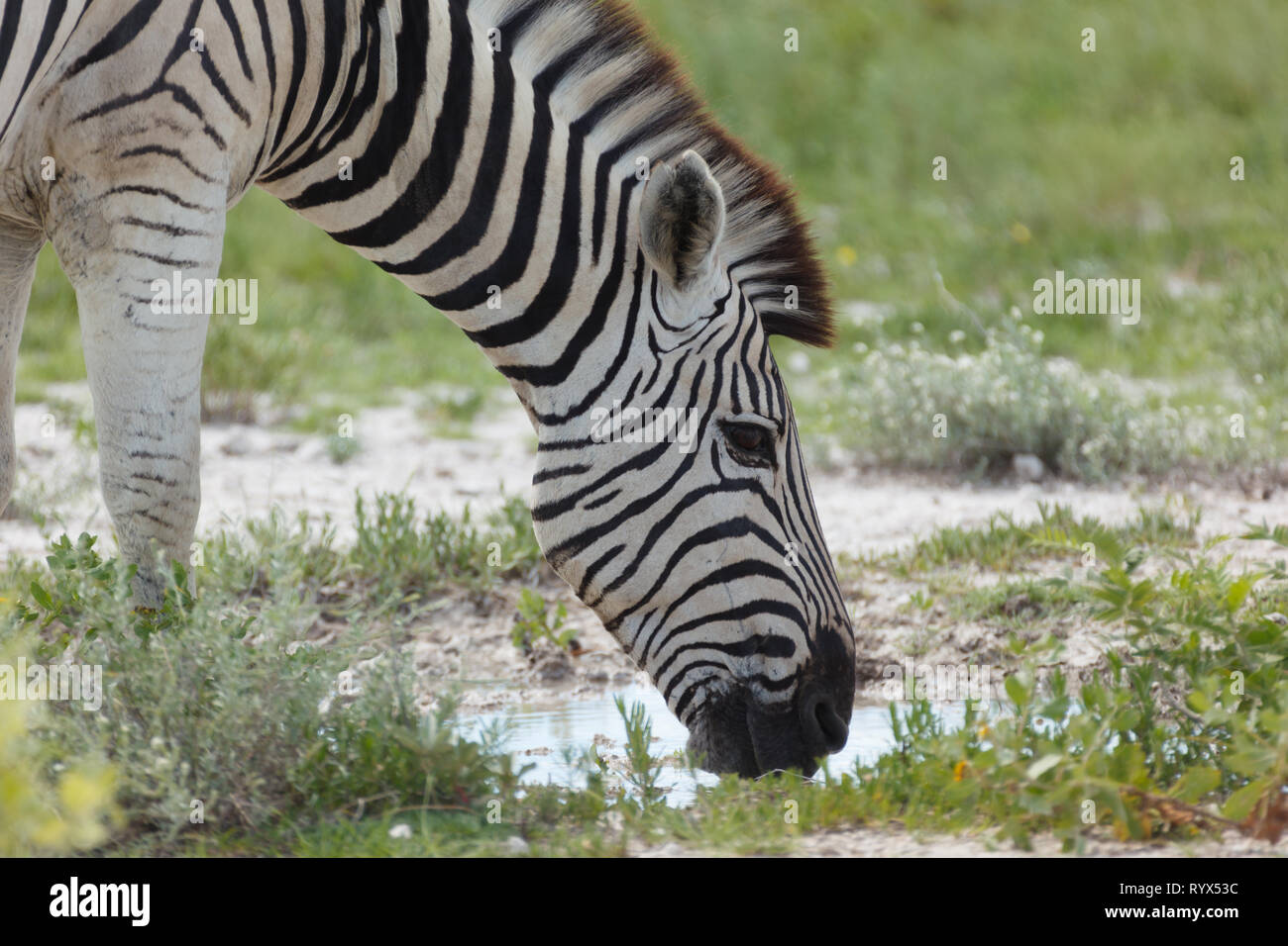 Closeup ritratto di un lato delle strisce della zebra africana a testa in giù a bere nella pozza di fango Foto Stock