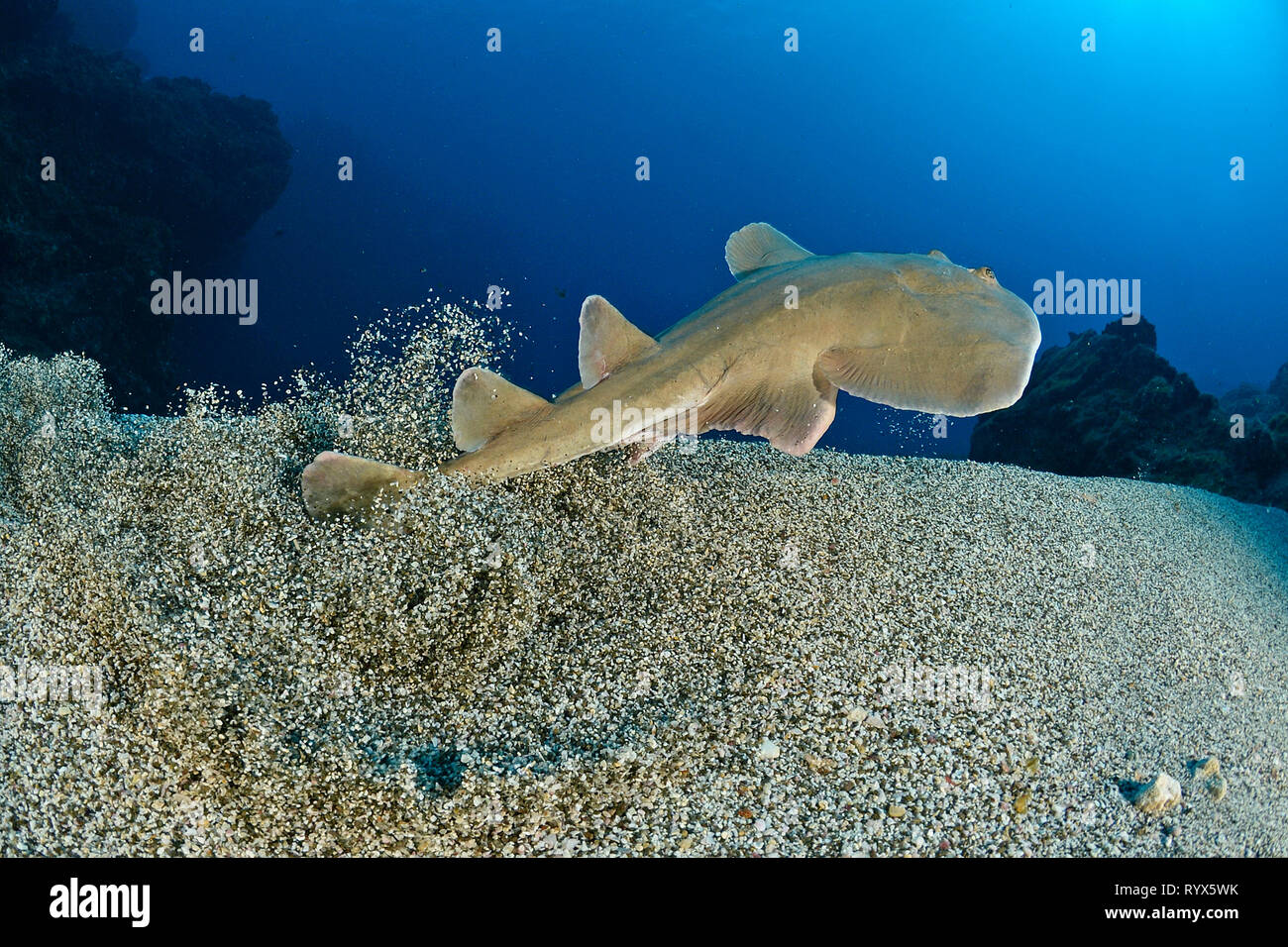 Pacific squali angelo (Squatina californica), San Benedicto Isola, Revillagigedo islands, Socorro islands, Messico Foto Stock