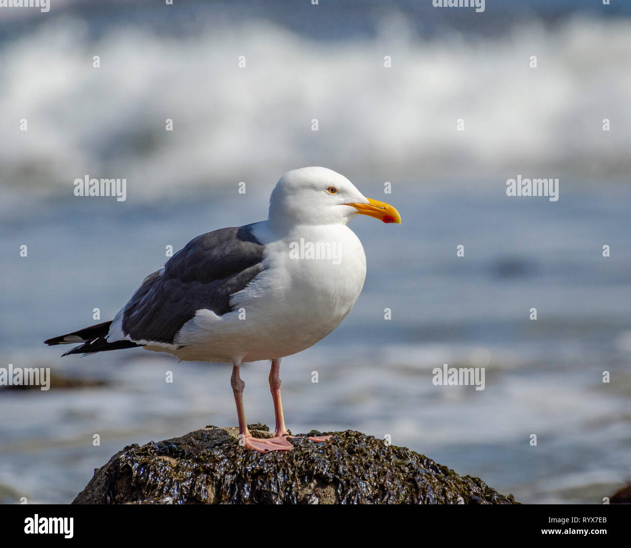 Un gabbiano occidentale (Larus occidentalis) si trova su una roccia, Leo Carrillo SB, CA. Foto Stock