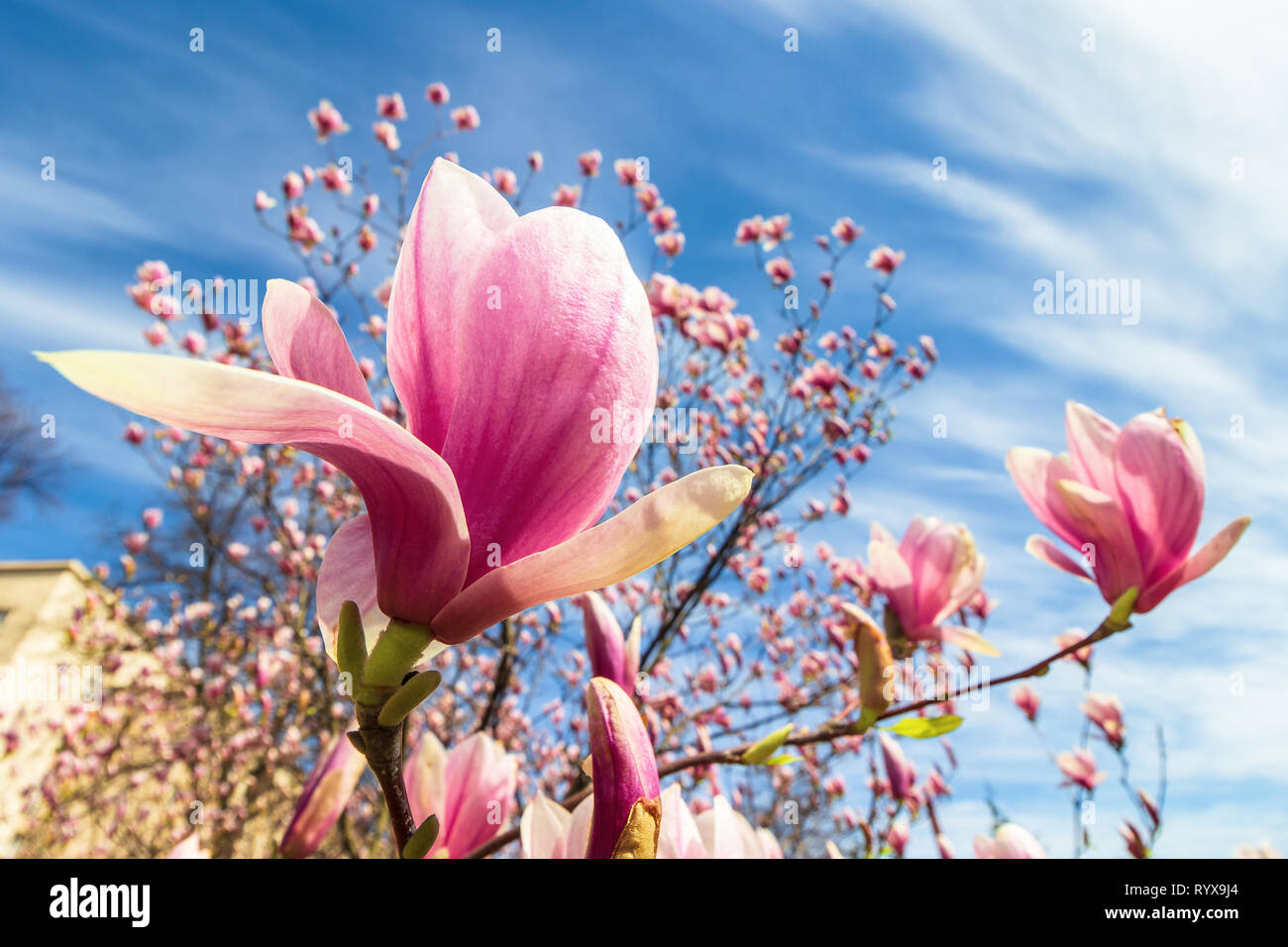 Albero Di Magnolia In Fiore Bellissimo Fiore Viola Close Up Lo Sfondo Con Il Cielo Blu E Nuvole Giornata Ventosa Foto Stock Alamy