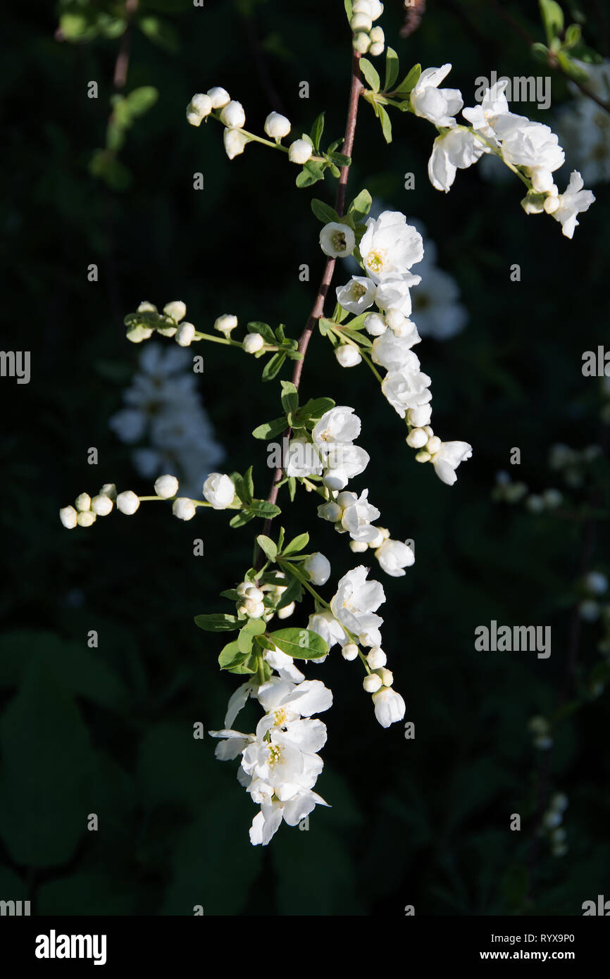 Exochorda x macrantha " Sposa " di medie dimensioni, arrotondata di Arbusti decidui con rami di inarcamento cuscinetto oblungo, foglie di colore verde tenue; fiori 3cm di larghezza, Foto Stock