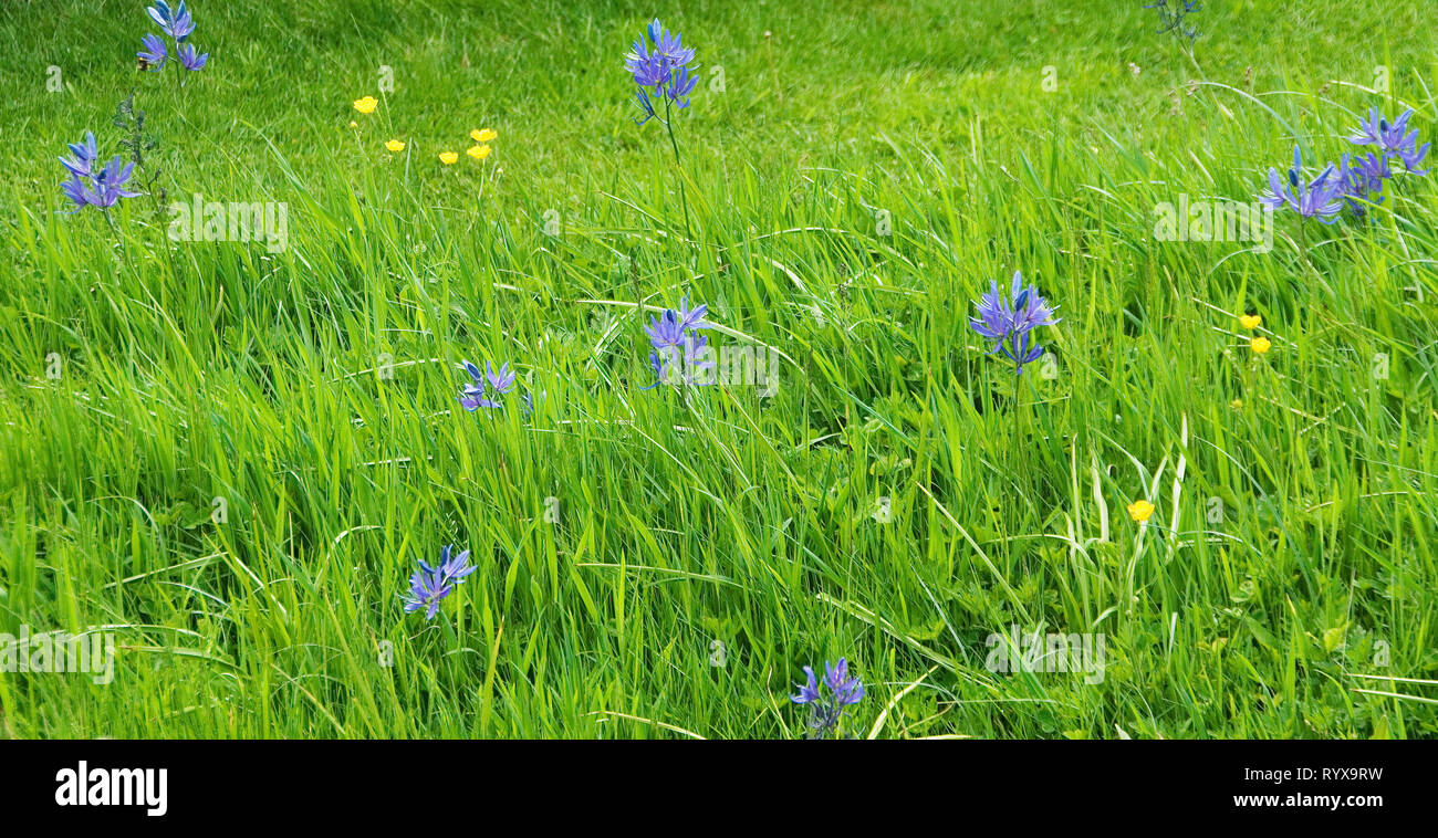 Camassias & renoncules Foto Stock