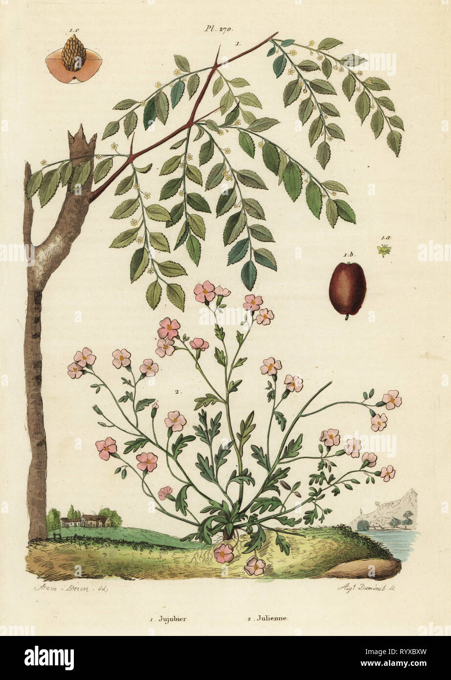 Jujube o data cinese, Ziziphus jujuba 1, e Virginia stock, Malcolmia maritima 2. Jujubier, Julienne. Acciaio Handcolored incisione di agosto Dumenil dopo una illustrazione da A. Carie Barone di Felix-Edouard Guerin-Meneville's Dictionnaire pittoresco d'Histoire Naturelle (pittoresco Dizionario di storia naturale), Parigi, 1834-39. Foto Stock