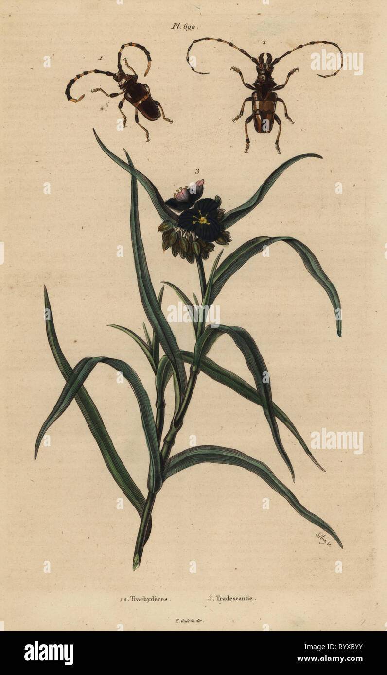 Trachyderes succinctus 1, Trachyderes mandibularis 2, e Virginia spiderwort, Tradescantia virginiana 3. Trachyderes, Tradescantie, Handcolored incisione in acciaio da Sebun da Felix-Edouard Guerin-Meneville's Dictionnaire pittoresco d'Histoire Naturelle (pittoresco Dizionario di storia naturale), Parigi, 1834-39. Foto Stock