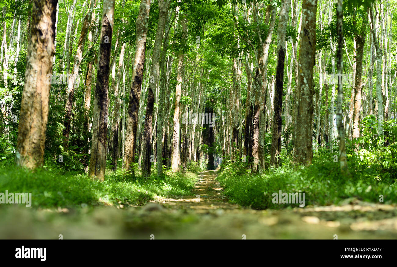 Splendida vista di un percorso che passa tra un verde piantagione di alberi della gomma (Hevea Brasiliensis) in Thailandia. Foto Stock