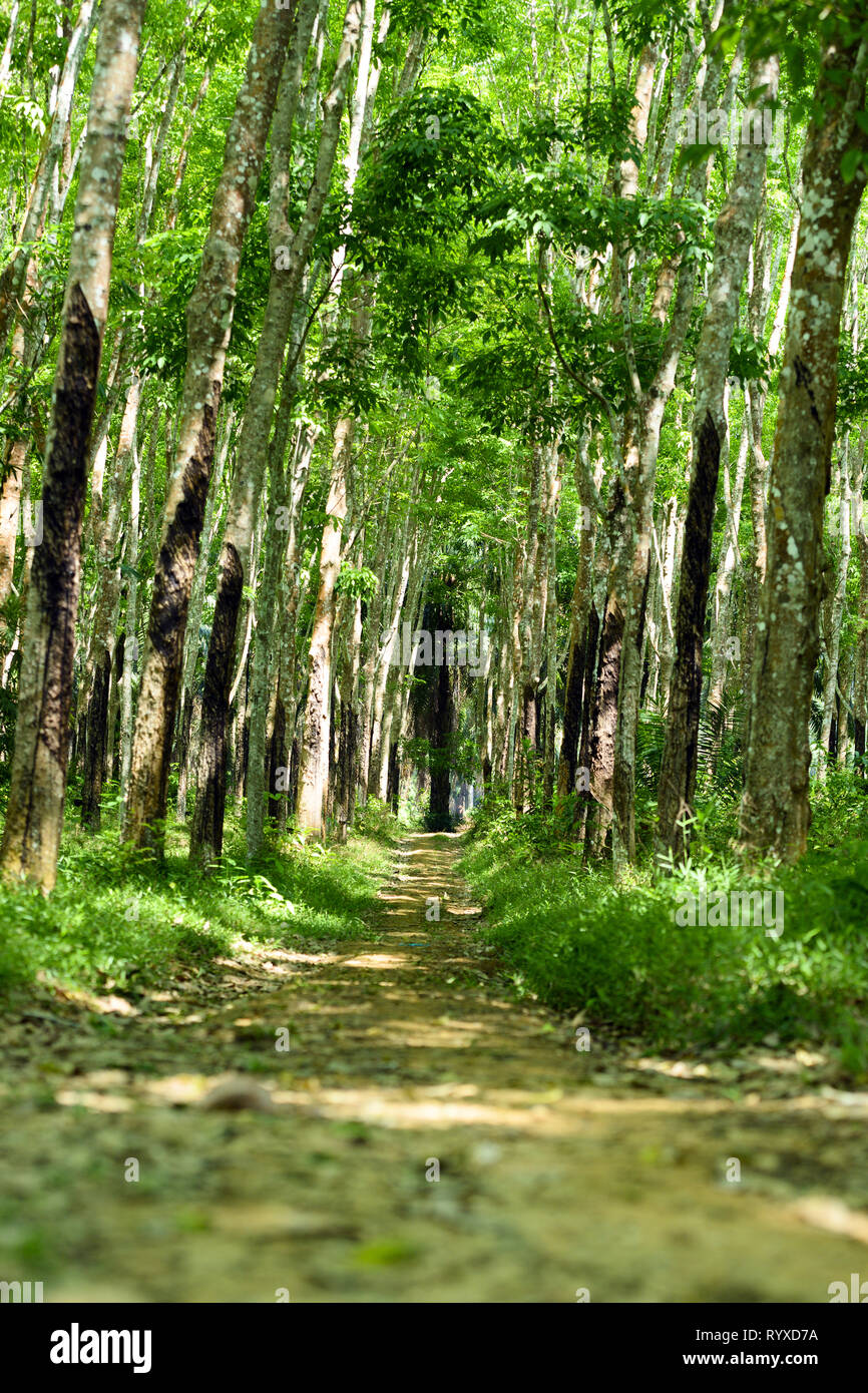 Splendida vista di un percorso che passa tra un verde piantagione di alberi della gomma (Hevea Brasiliensis) in Thailandia. Foto Stock
