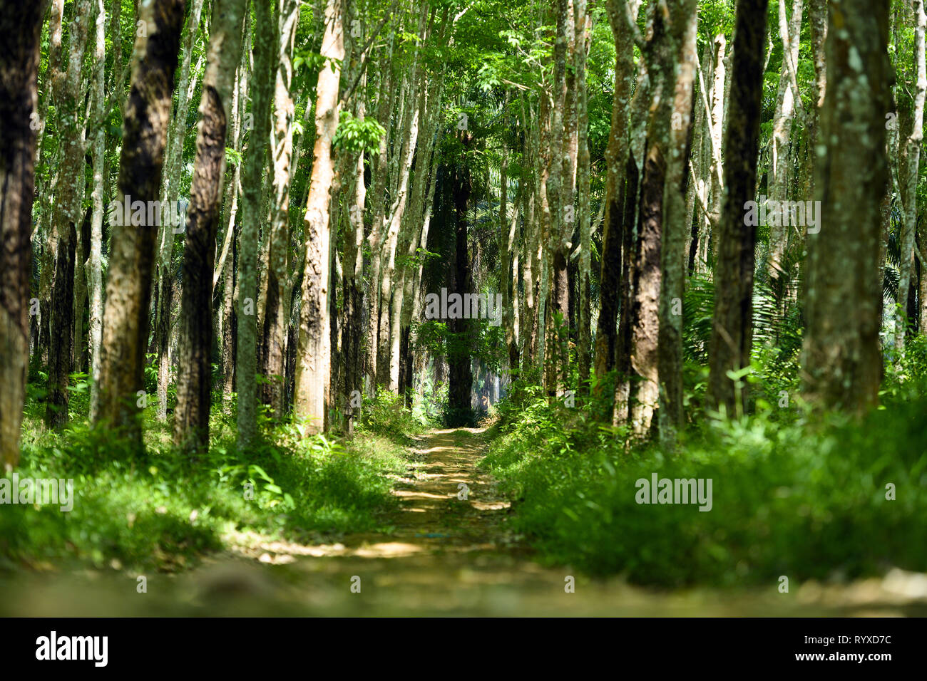 Splendida vista di un percorso che passa tra un verde piantagione di alberi della gomma (Hevea Brasiliensis) in Thailandia. Foto Stock