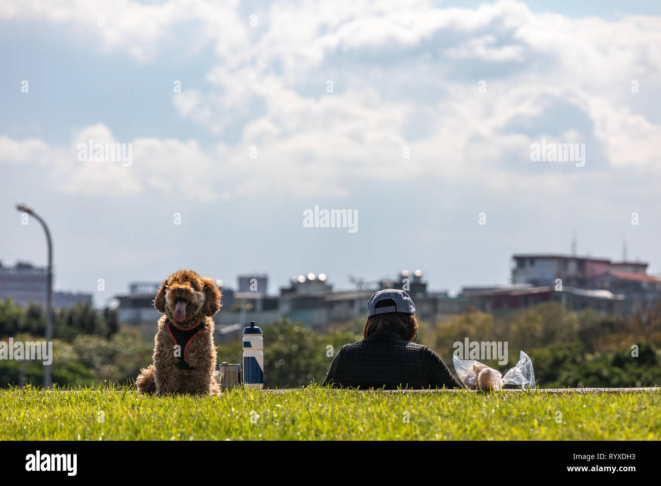 Barboncino marrone e proprietario rilassante nel parco. Foto Stock