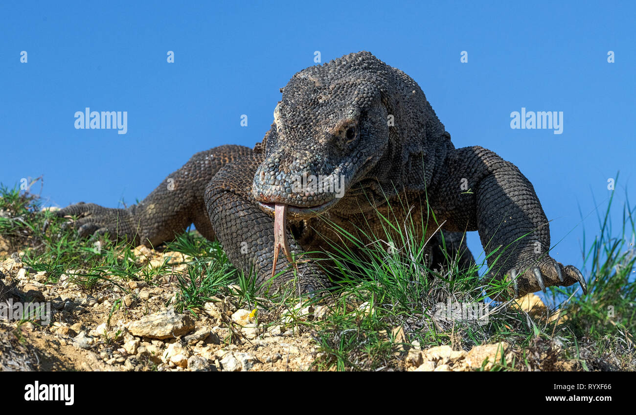 Drago di Komodo con la lingua biforcuta annusare l'aria. Close up. Il drago di Komodo, nome scientifico: Varanus komodoensis. Indonesia. Foto Stock
