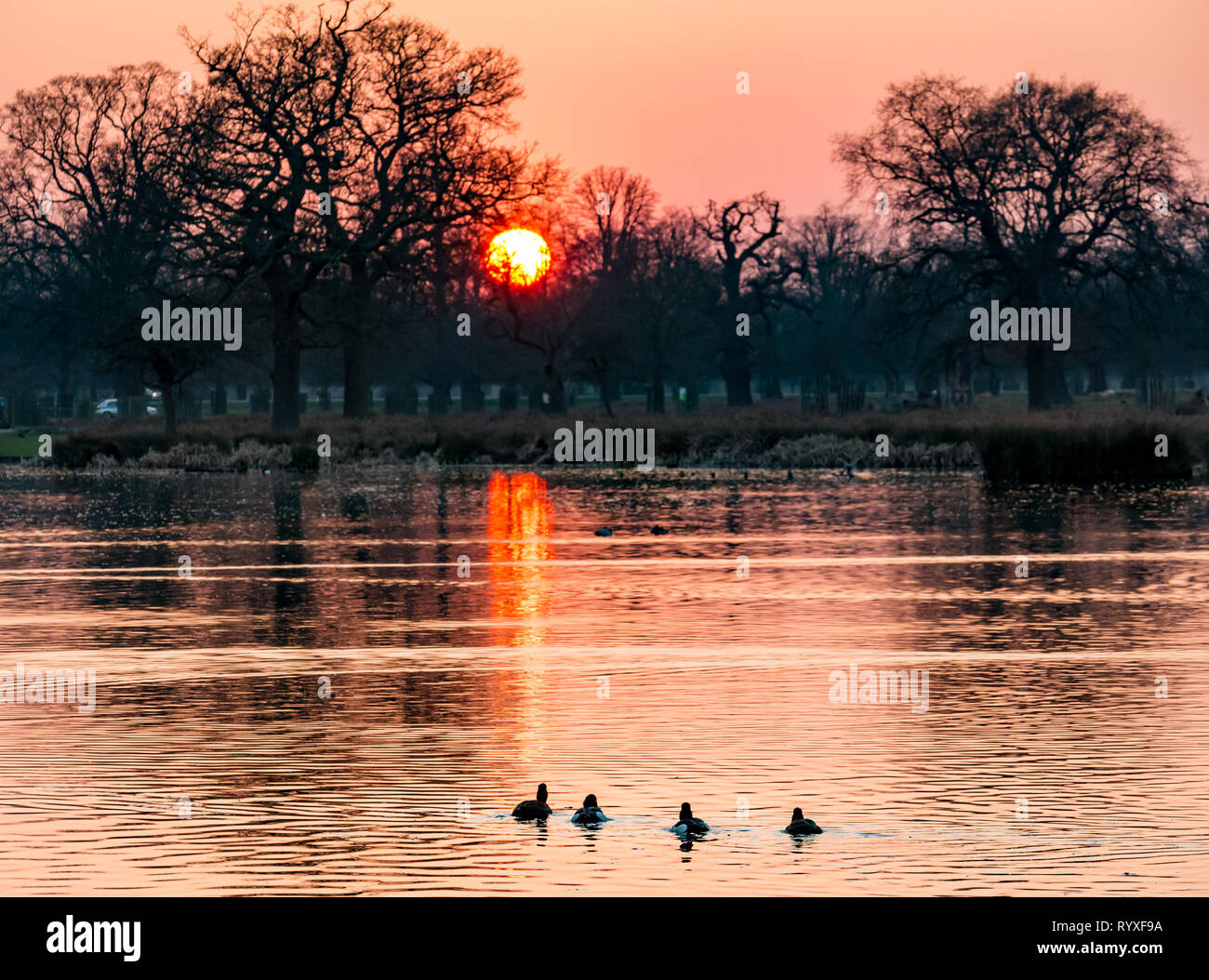 Arancio Inverno tramonto riflesso su laghetto anatra, Inghilterra, Regno Unito Foto Stock