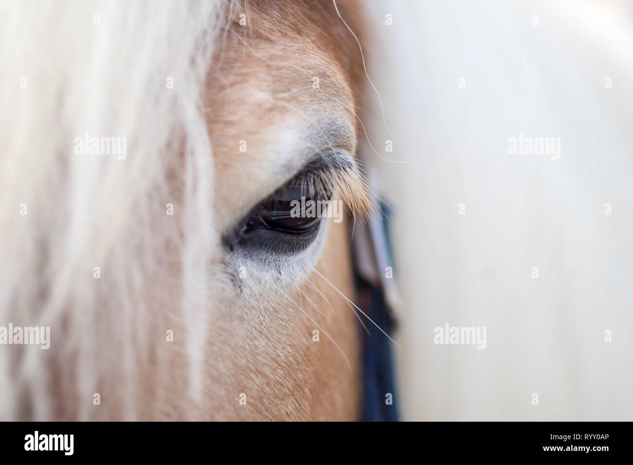 Auge eines Haflinger - Kopf dettaglio von einem Pferd Foto Stock