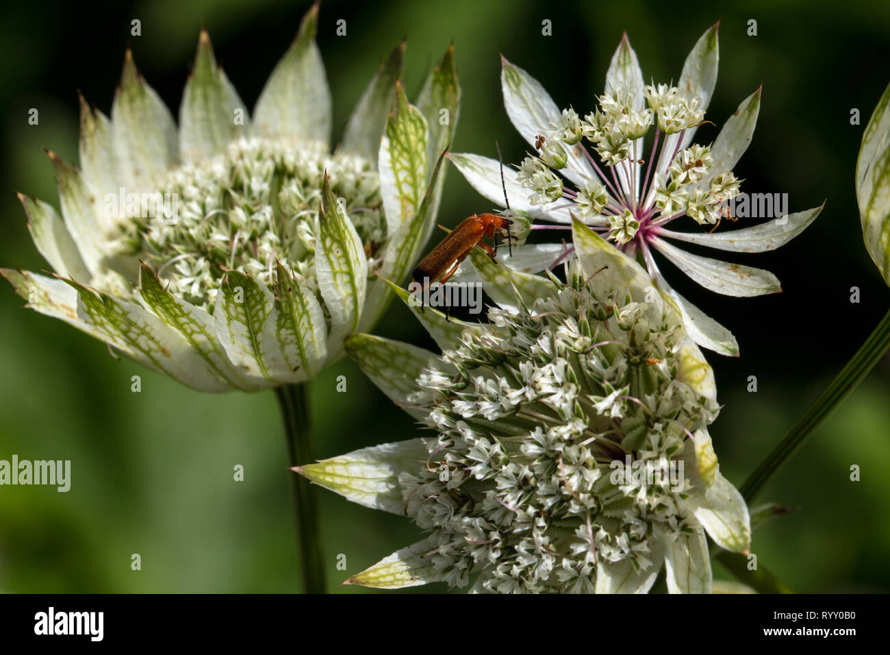 Insolito fiori bianchi hanno ancora tutti gli essentials... un insetto affiora la sua testa in profondità di un fiorellino per trovare il polline Foto Stock