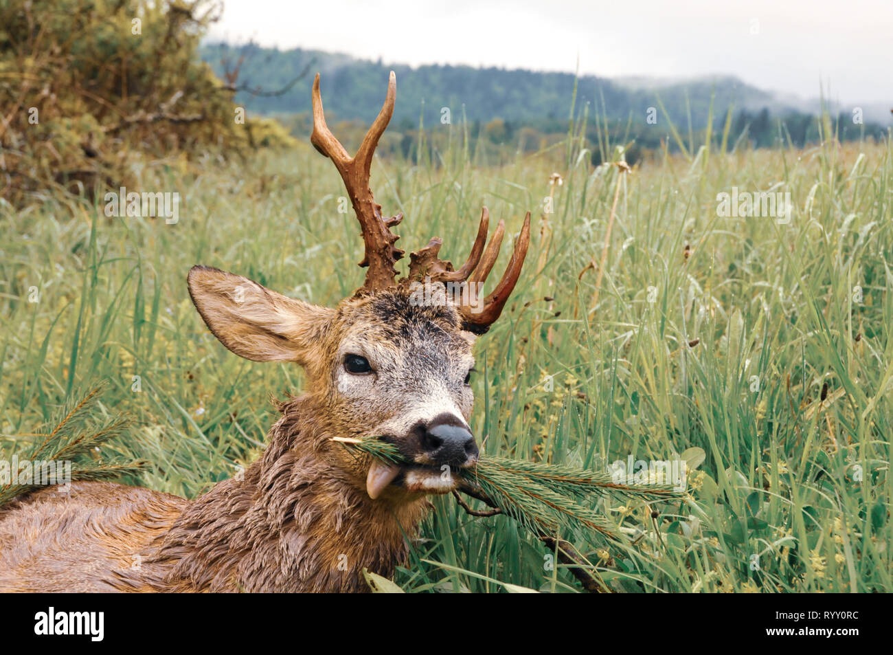 Ucciso il Roe Deer buck il prato, polacco Carpazi, Polonia, l'Europa. Trofeo di caccia stagione. Auspicabile palchi. Cacciatore dei cervi. Foto Stock