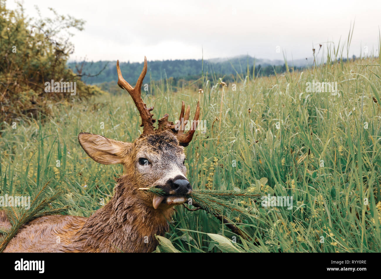 Ucciso il Roe Deer buck il prato, polacco Carpazi, Polonia, l'Europa. Trofeo di caccia stagione. Auspicabile palchi. Cacciatore dei cervi. Foto Stock