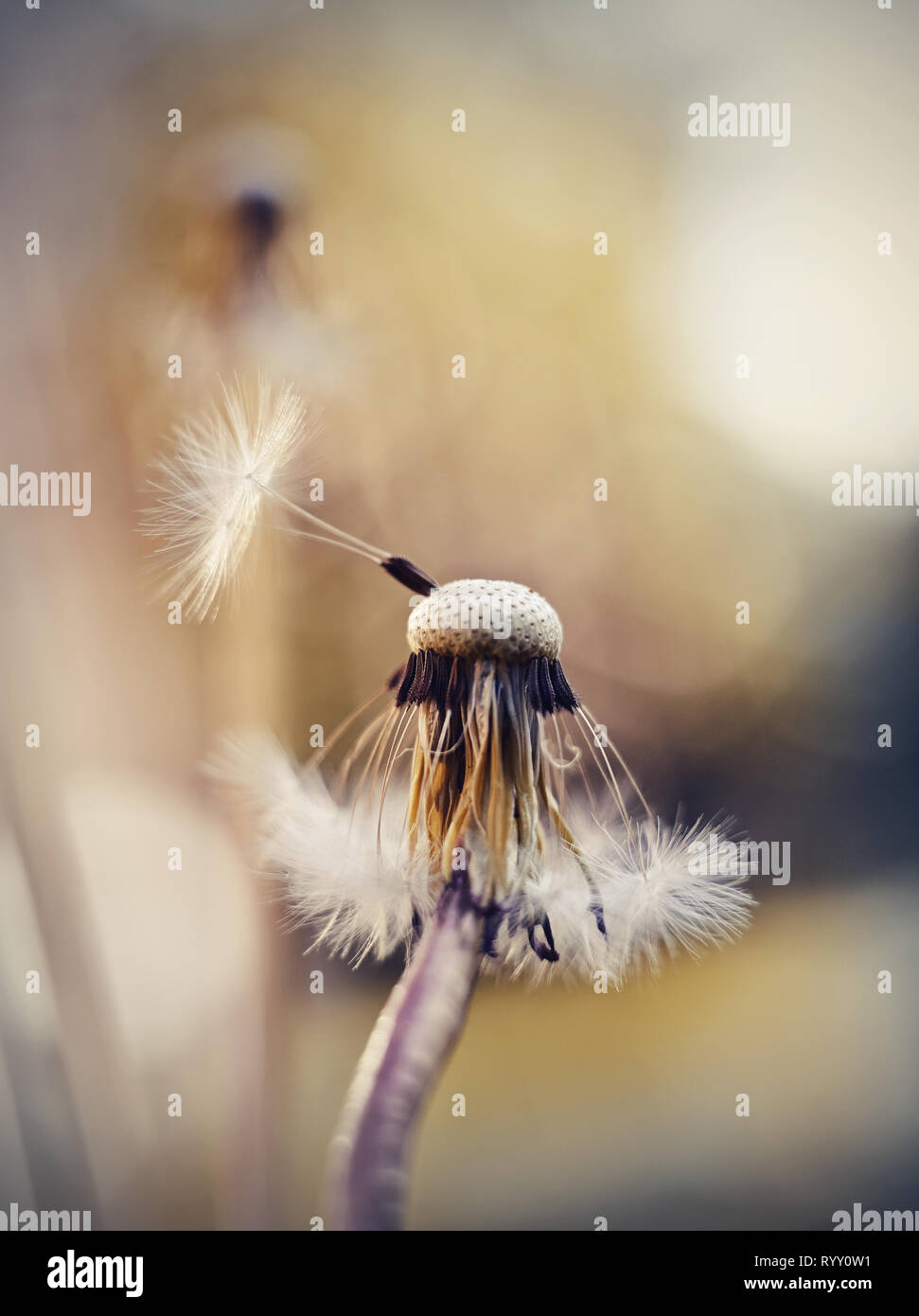 Autunno soffice bianco fiore di un dente di leone. Semi di tarassaco. Foto Stock