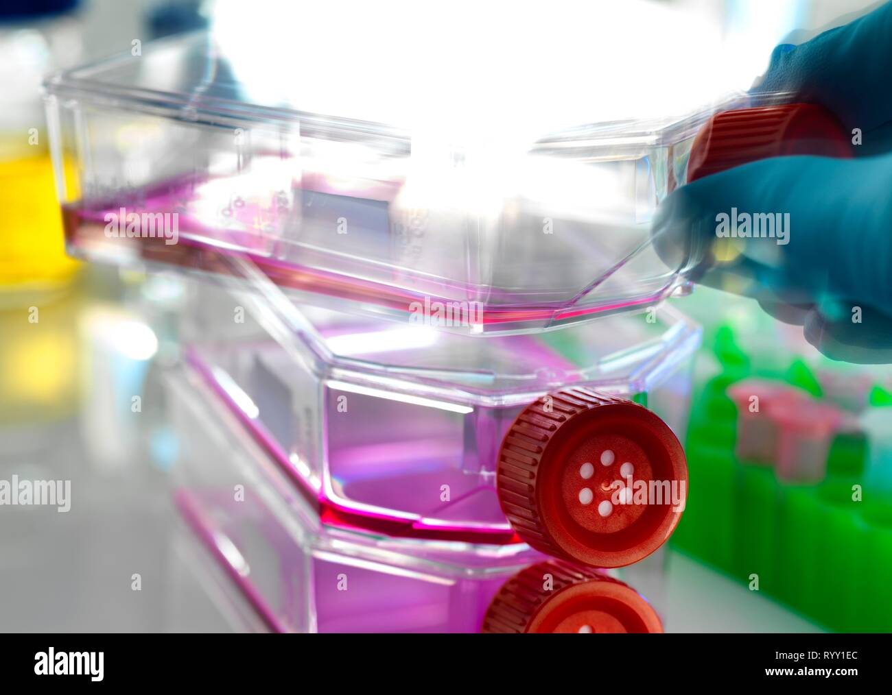 Pallone contenente cellule staminali, coltivato in rosso medium di crescita in laboratorio. Foto Stock