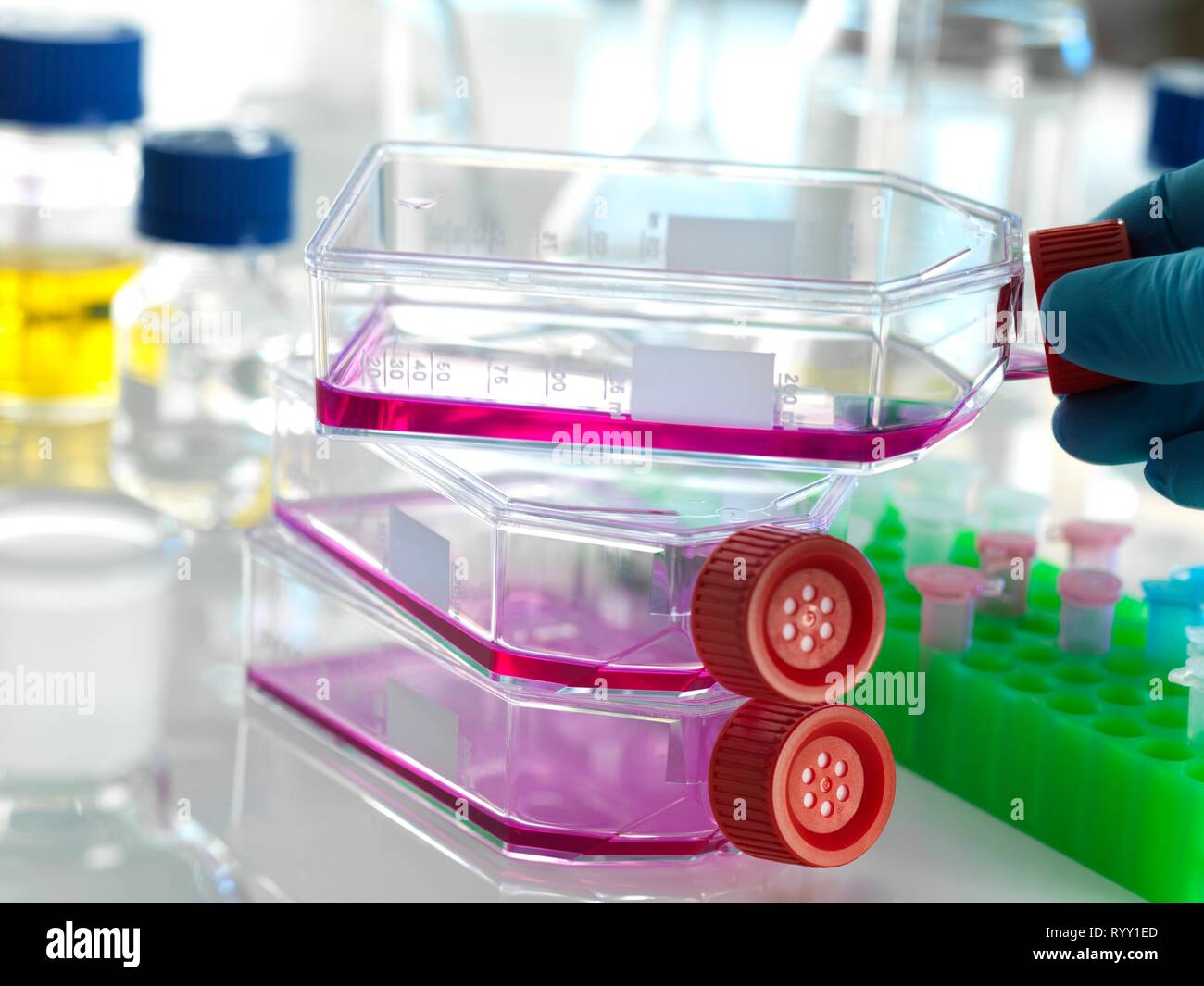 Pallone contenente cellule staminali, coltivato in rosso medium di crescita in laboratorio. Foto Stock