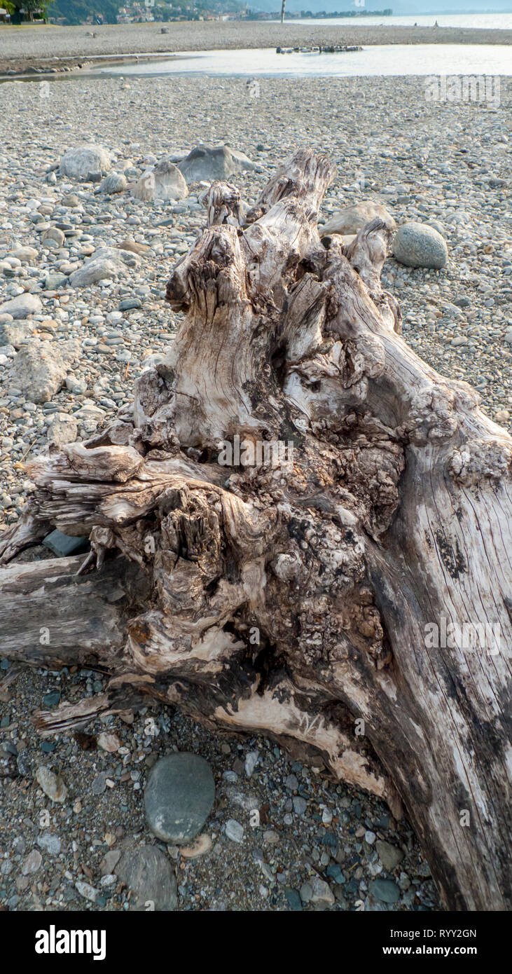 Angeschwemmtes Treibgut, Baumstamm, Holz mit Löchern durchzogen am Strand von Gravedona, Comer vedere Foto Stock