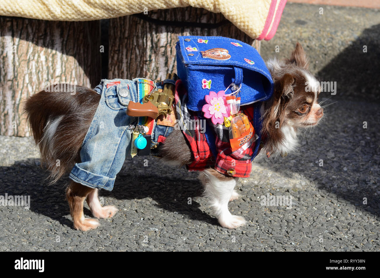 Un cane in un festival di cosplay in Osaka, Giappone nel marzo 2019. Foto Stock