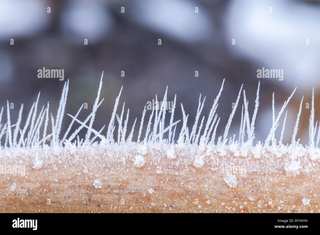 Aghi di ghiaccio in macro edificazione dalla nebbia di congelamento durante l'inverno. Close up di acqua congelata punte Foto Stock