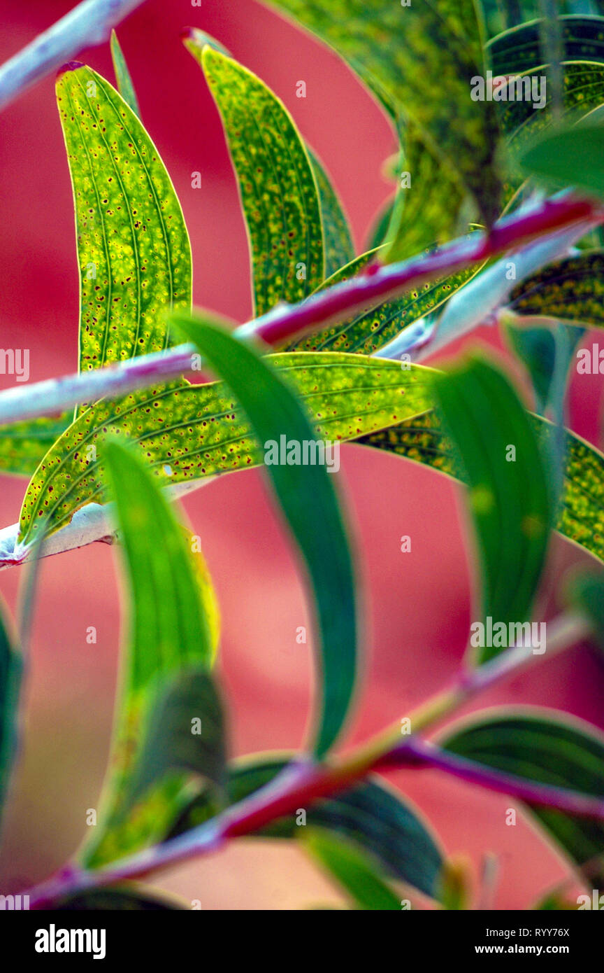 Arte al di fuori della natura! Foto Stock