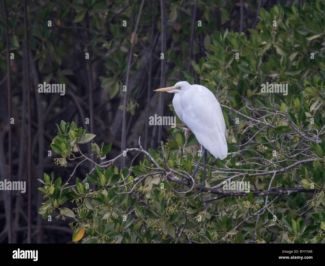 Airone bianco maggiore, il fiume Gambia Gambia 27 Febbraio 2019 Foto Stock