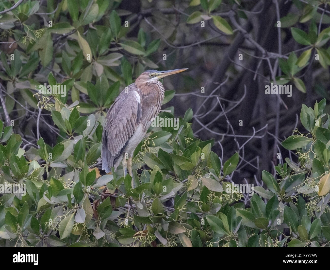 Airone rosso, giovane bird in piedi nella foresta di mangrovie, fiume Gambia Gambia 27 Febbraio 2019 Foto Stock