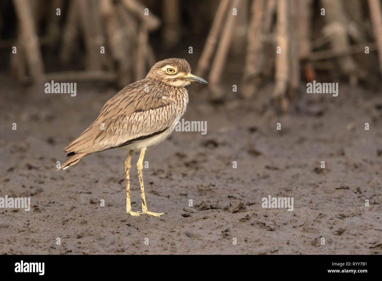 Il Senegal e spesso-ginocchio, in piedi sul fango sul fiume Gambia Gambia 27 Febbraio 2019 Foto Stock