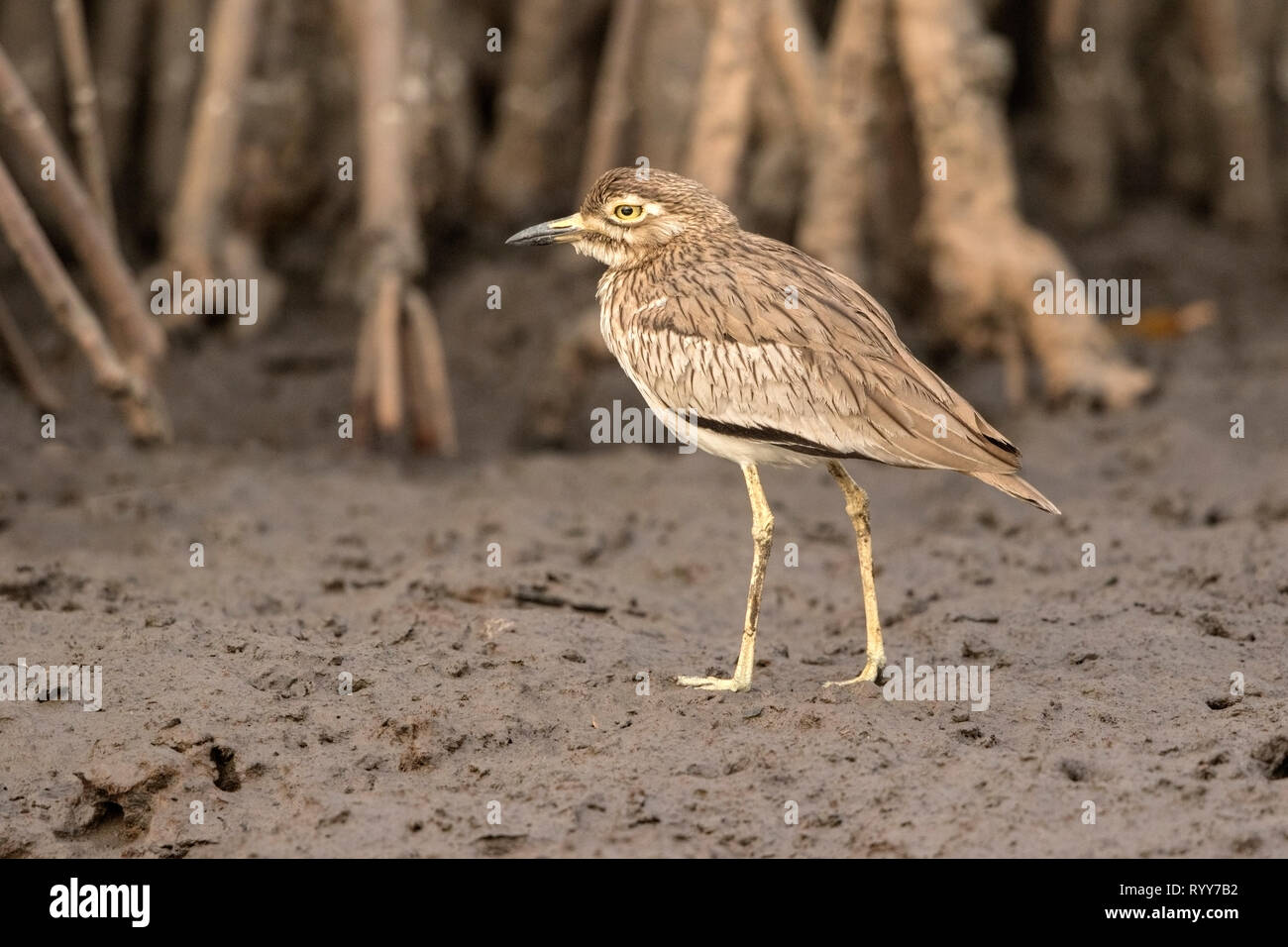 Il Senegal e spesso-ginocchio, in piedi sul fango sul fiume Gambia Gambia 27 Febbraio 2019 Foto Stock