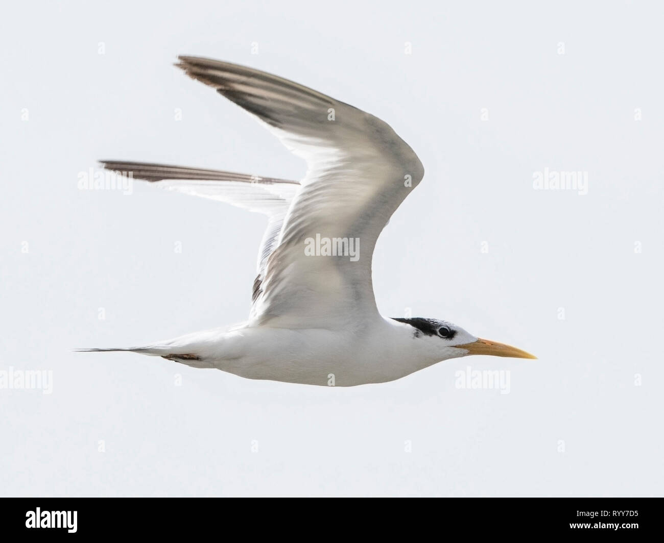 Lesser Crested Tern, Tanji, Gambia 28 Febbraio 2019 Foto Stock