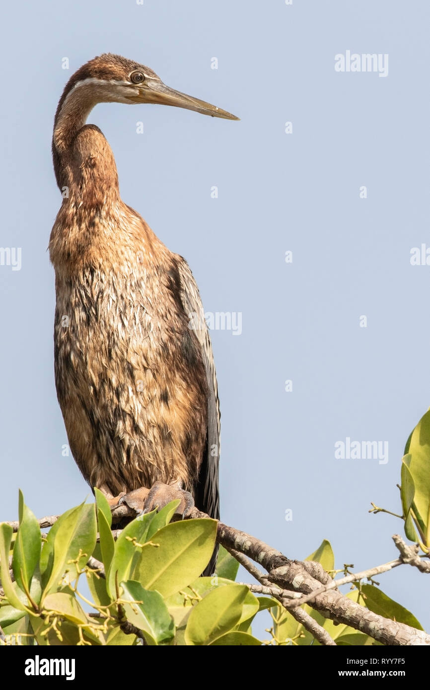 African Darter, arroccato nella struttura ad albero di mangrovie, fiume Gambia Gambia 1 Marzo 2019 Foto Stock