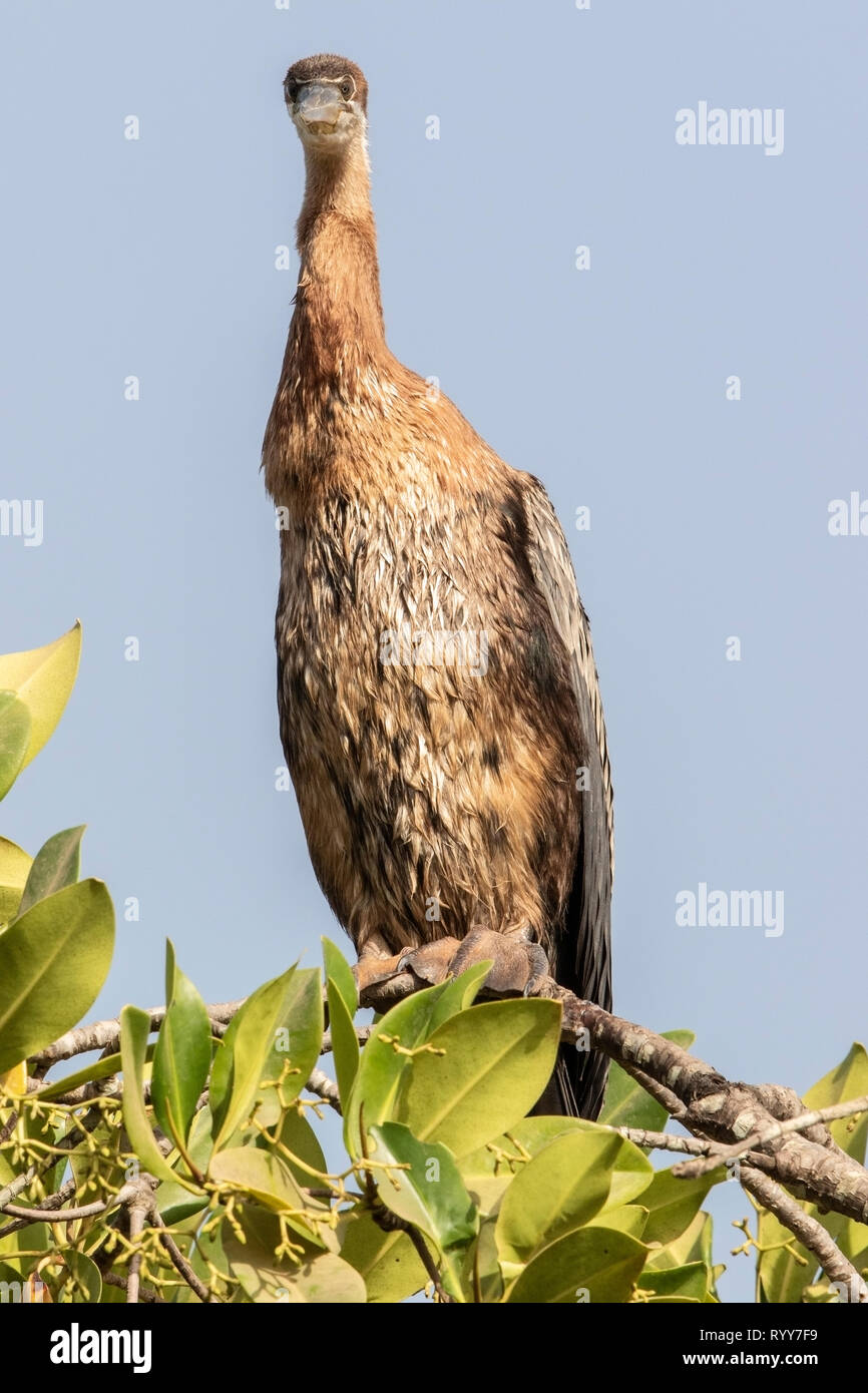 African Darter, arroccato nella struttura ad albero di mangrovie, fiume Gambia Gambia 1 Marzo 2019 Foto Stock