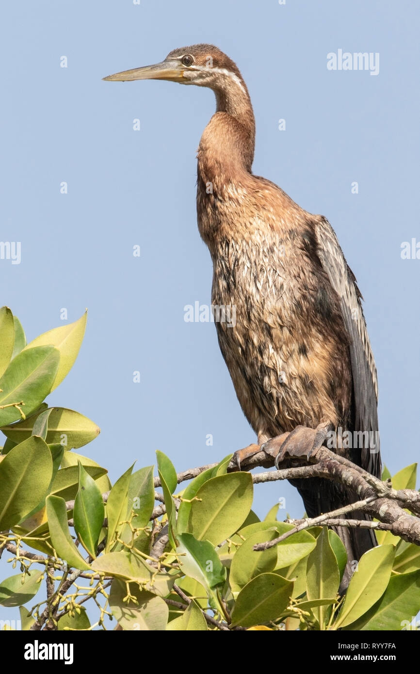 African Darter, arroccato nella struttura ad albero di mangrovie, fiume Gambia Gambia 1 Marzo 2019 Foto Stock