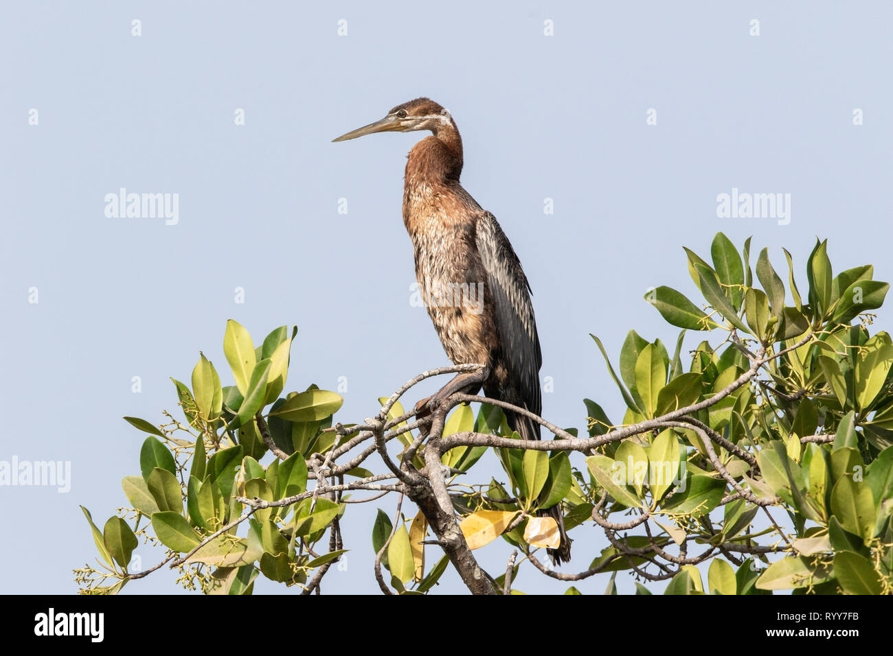 African Darter, arroccato nella struttura ad albero di mangrovie, fiume Gambia Gambia 1 Marzo 2019 Foto Stock