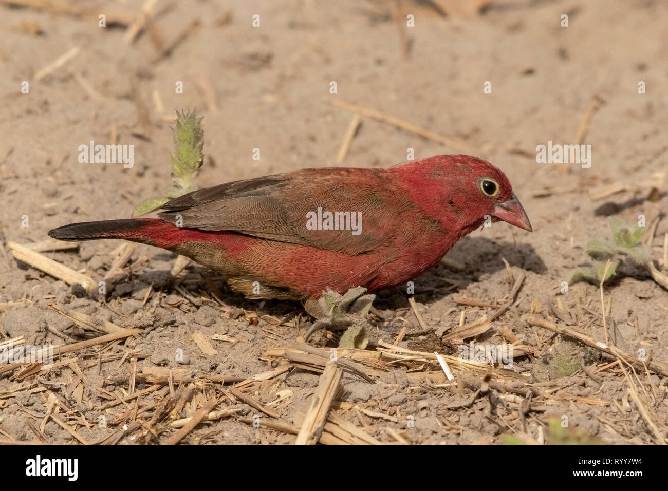 Rosso-fatturati Firefinch, Makasutu foresta, Gambia 3 Marzo 2019 Foto Stock