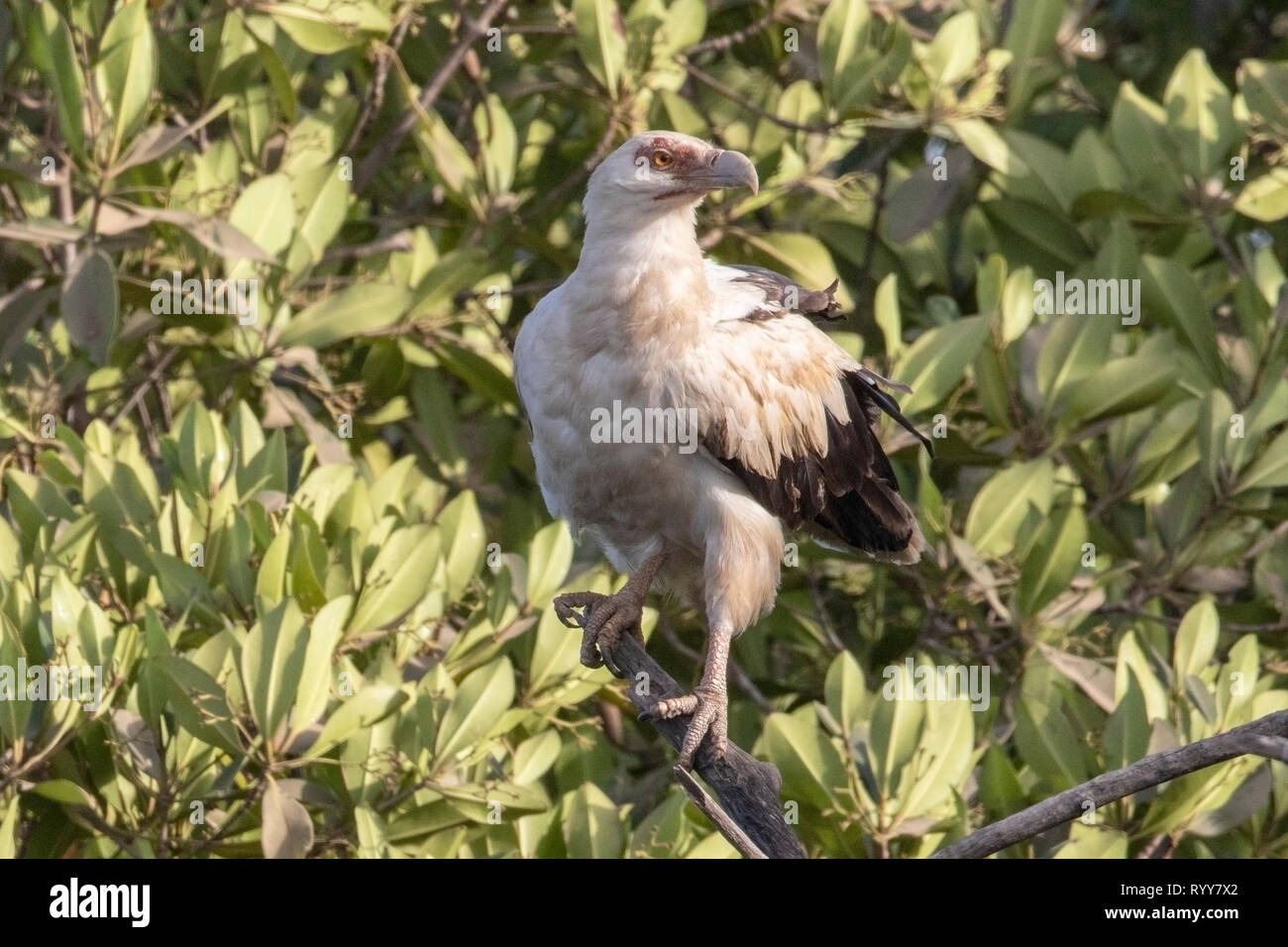 Palm-dado avvoltoio, Makasutu foresta, Gambia 3 Marzo 2019 Foto Stock