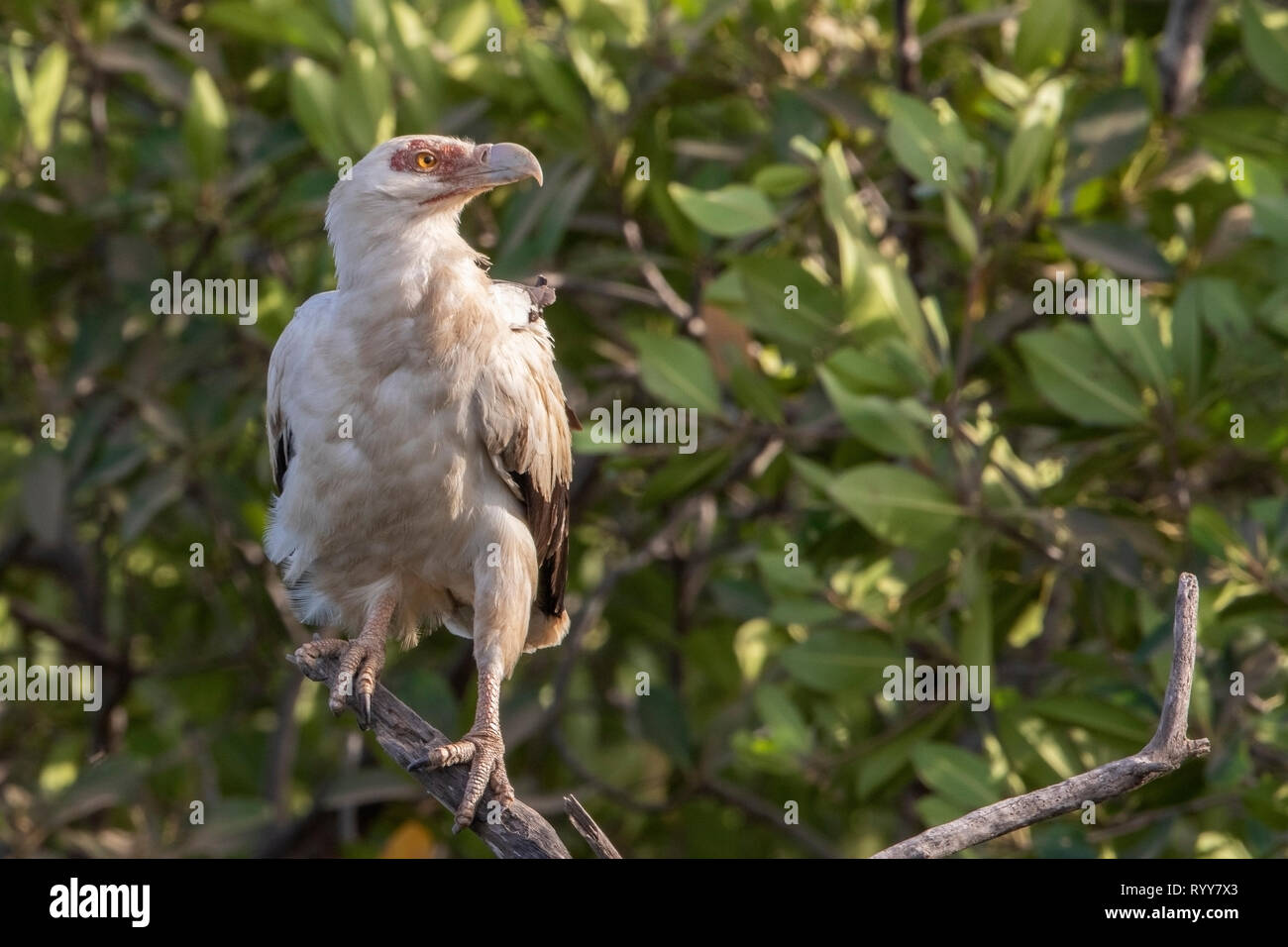 Palm-dado avvoltoio, Makasutu foresta, Gambia 3 Marzo 2019 Foto Stock