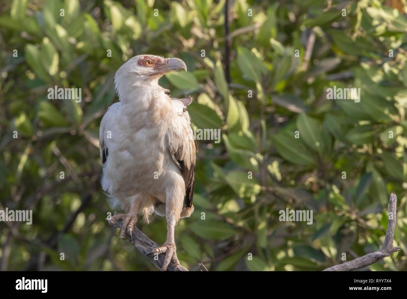 Palm-dado avvoltoio, Makasutu foresta, Gambia 3 Marzo 2019 Foto Stock