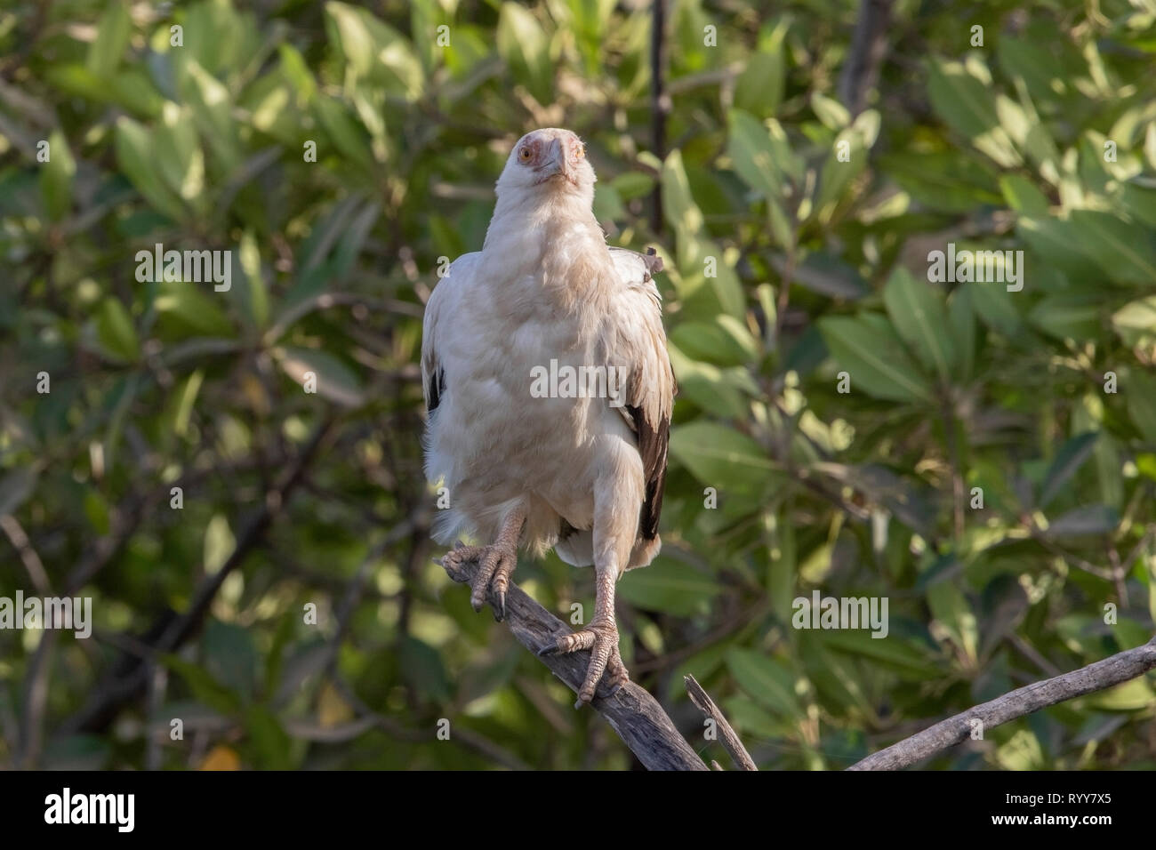 Palm-dado avvoltoio, Makasutu foresta, Gambia 3 Marzo 2019 Foto Stock