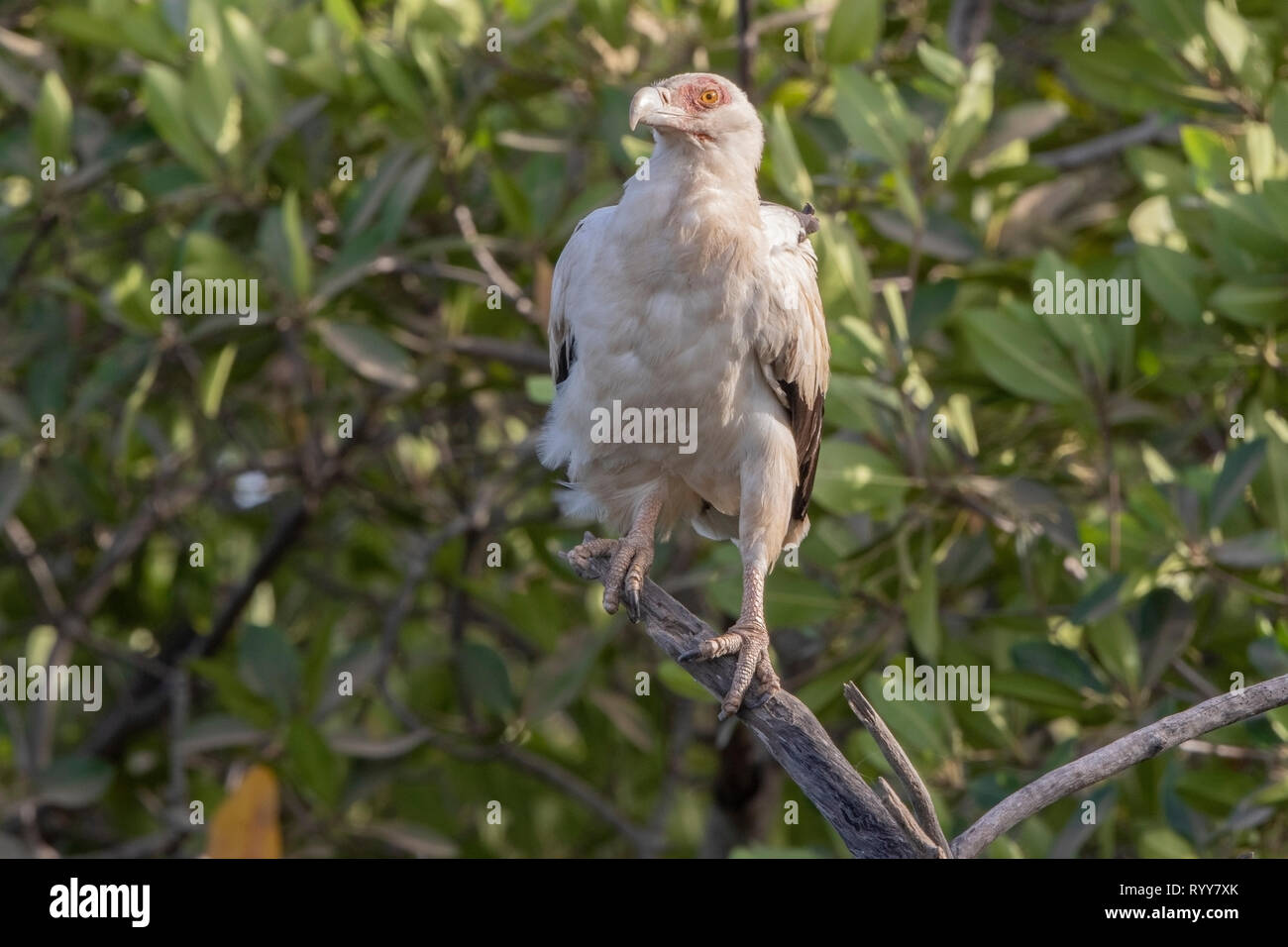 Palm-dado avvoltoio, Makasutu foresta, Gambia 3 Marzo 2019 Foto Stock