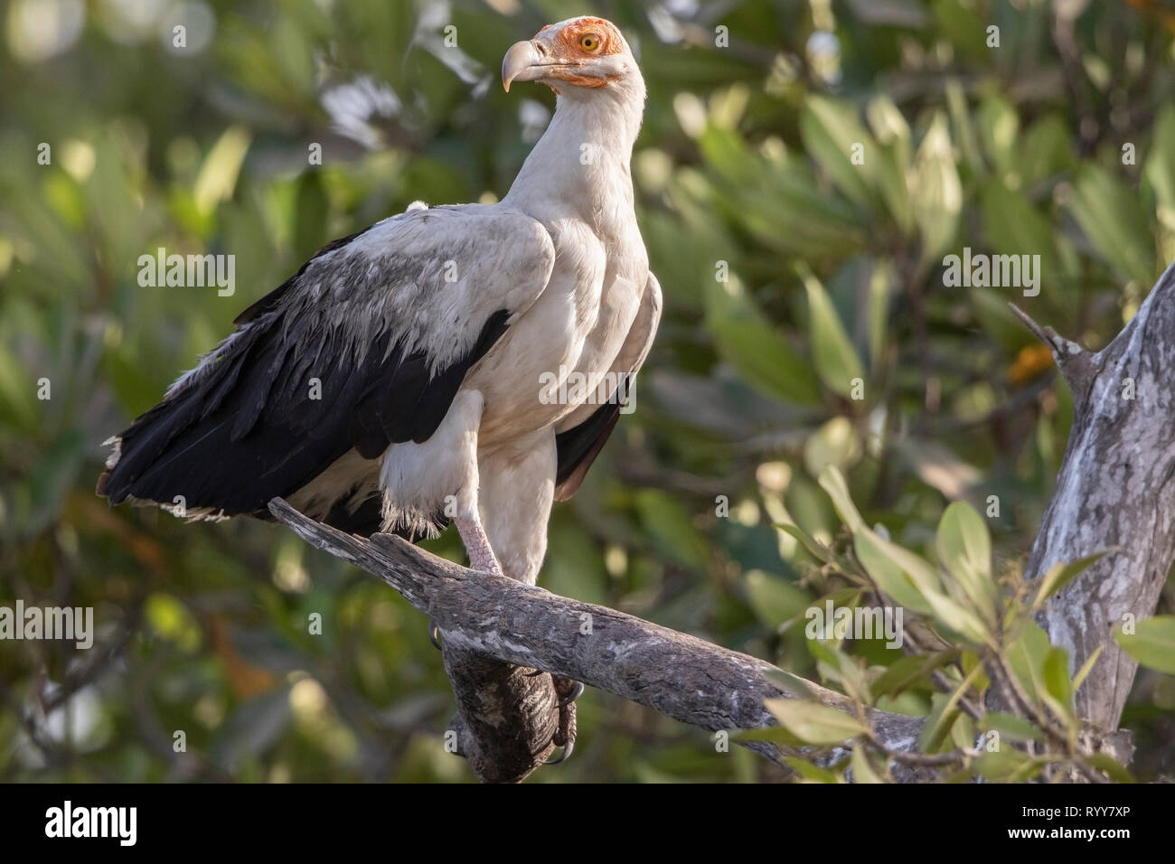 Palm-dado avvoltoio, Makasutu foresta, Gambia 3 Marzo 2019 Foto Stock