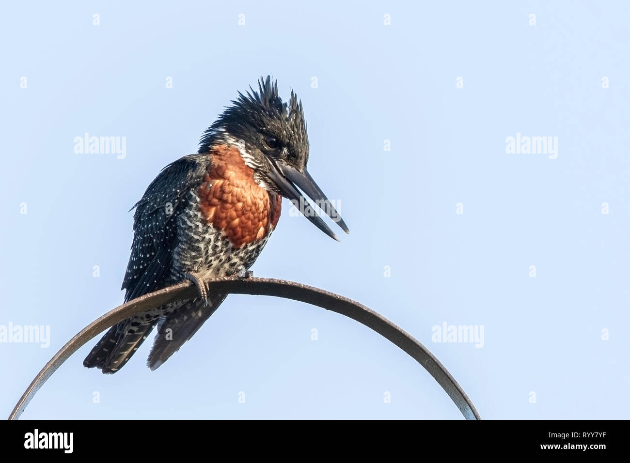 Giant Kingfisher, appollaiato vicino al fiume Gambia Gambia 4 Marzo 2019 Foto Stock