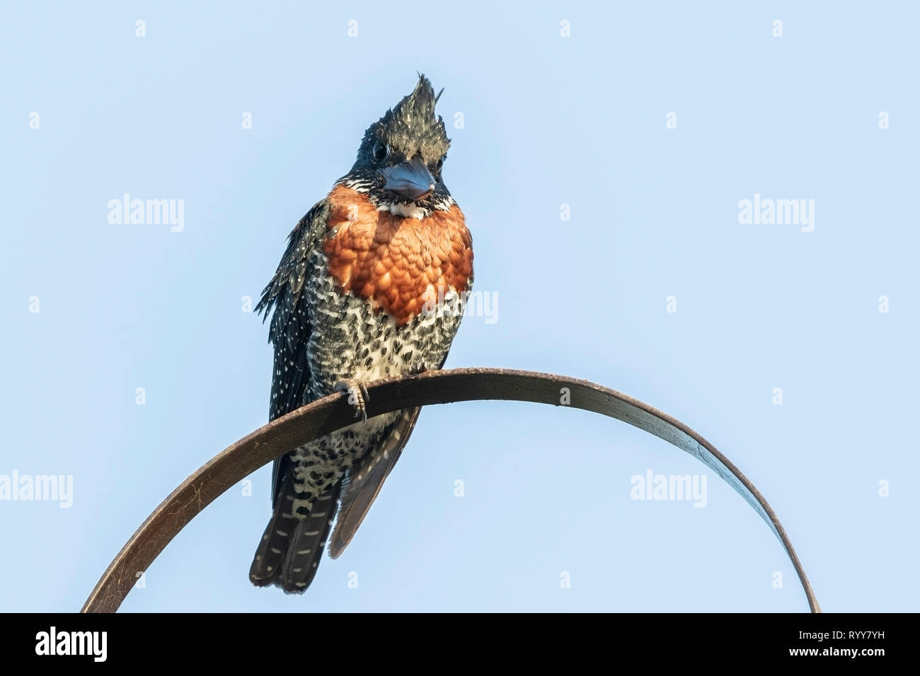 Giant Kingfisher, appollaiato vicino al fiume Gambia Gambia 4 Marzo 2019 Foto Stock