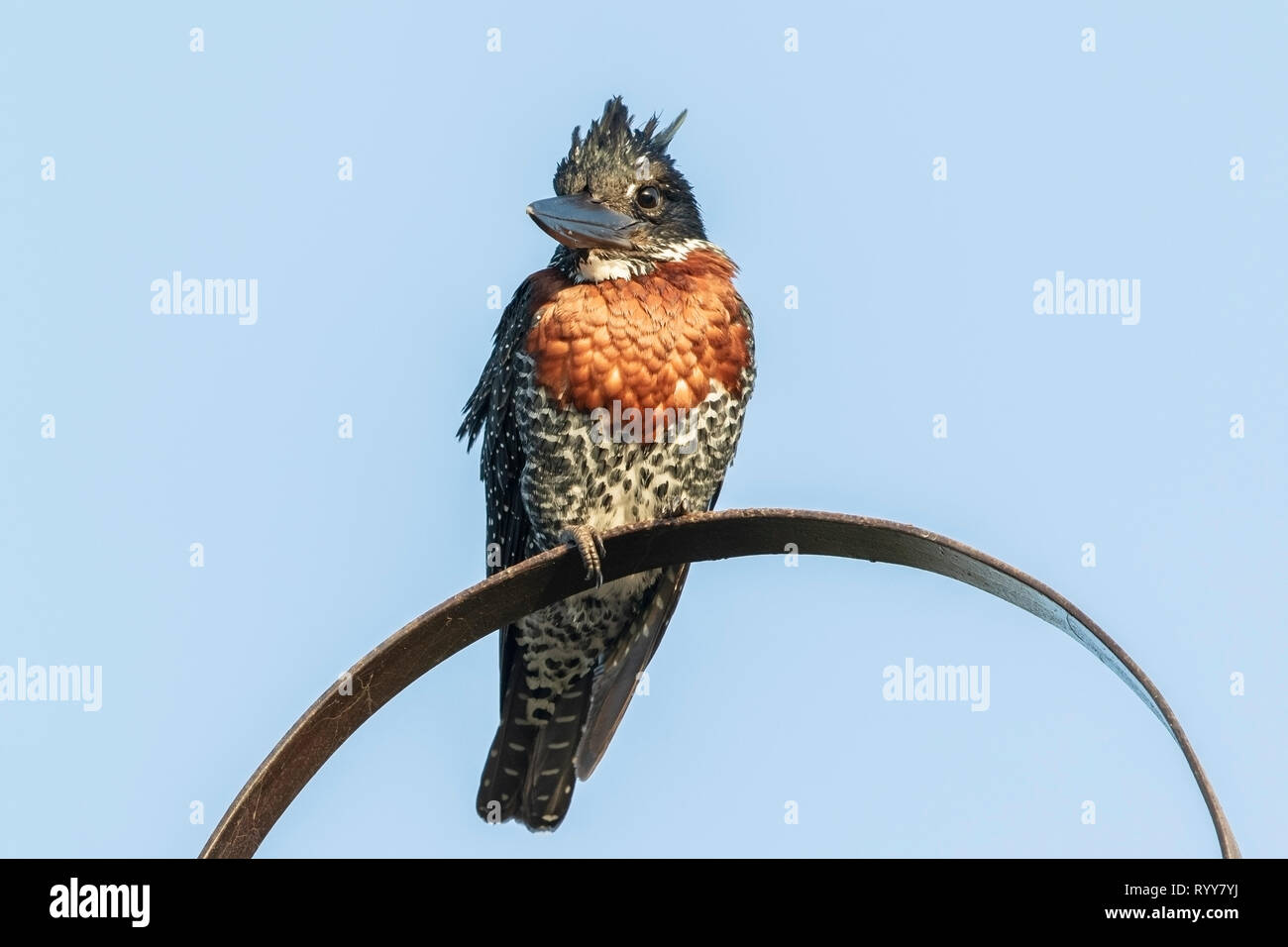 Giant Kingfisher, appollaiato vicino al fiume Gambia Gambia 4 Marzo 2019 Foto Stock
