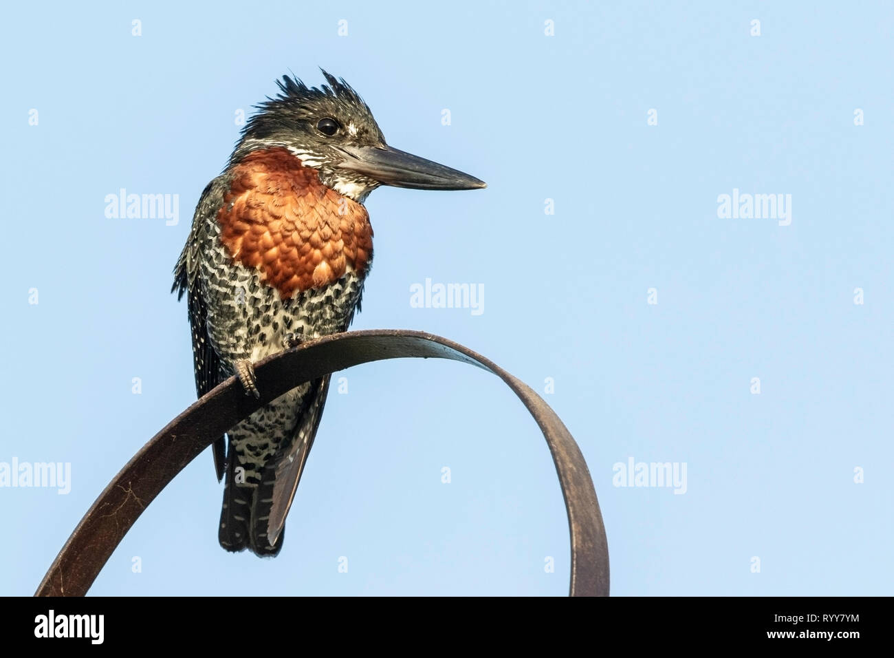 Giant Kingfisher, appollaiato vicino al fiume Gambia Gambia 4 Marzo 2019 Foto Stock