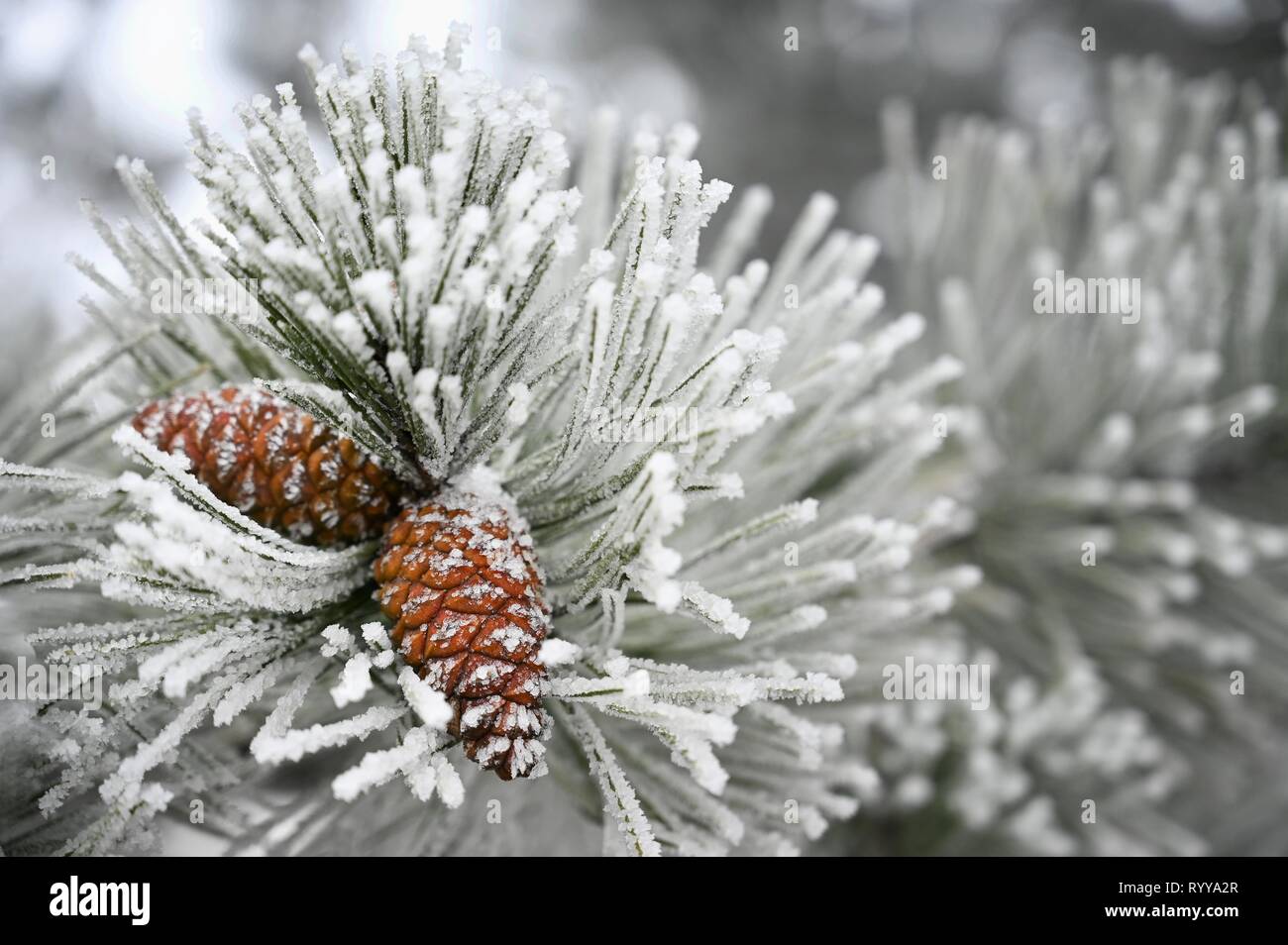 Bella gelo invernale. Rami di pino e coni in natura. Foto Stock